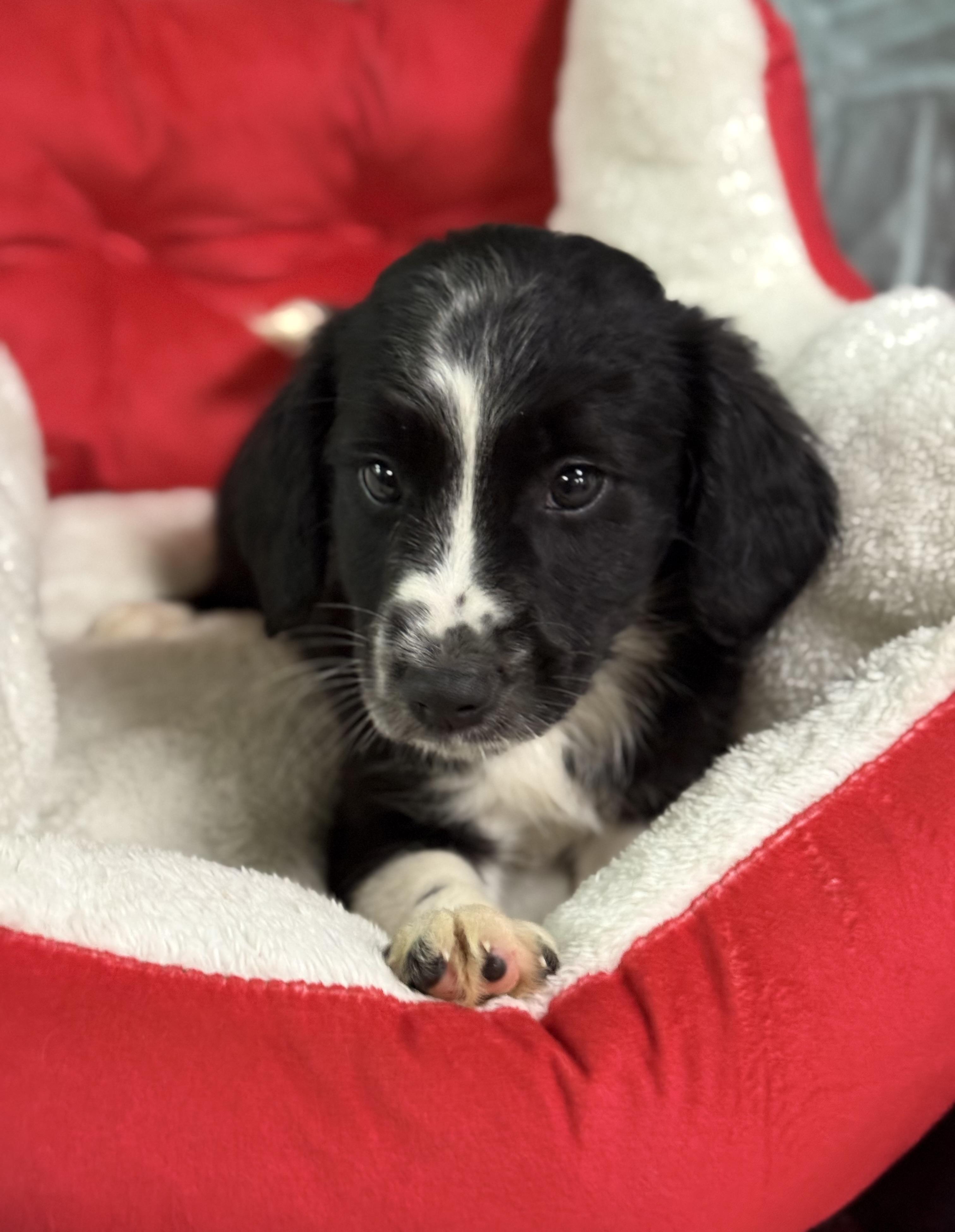 Merry, a Adoptable mixed breed in Baton Rouge, LA image 4/4