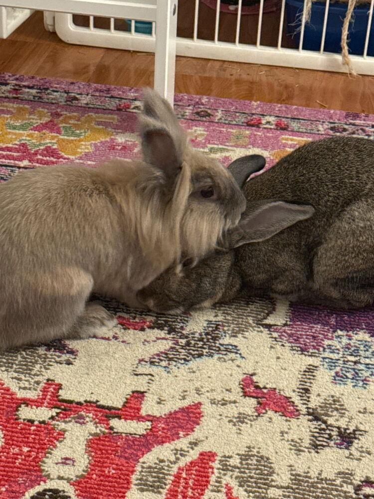 Enlarge Bigwig (Bonded to Toy), a Adoptable mixed breed in Longwood, FL image 1/6