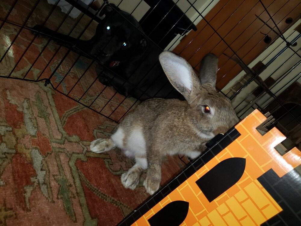 Enlarge Bigwig (Bonded to Toy), a Adoptable mixed breed in Longwood, FL image 2/6