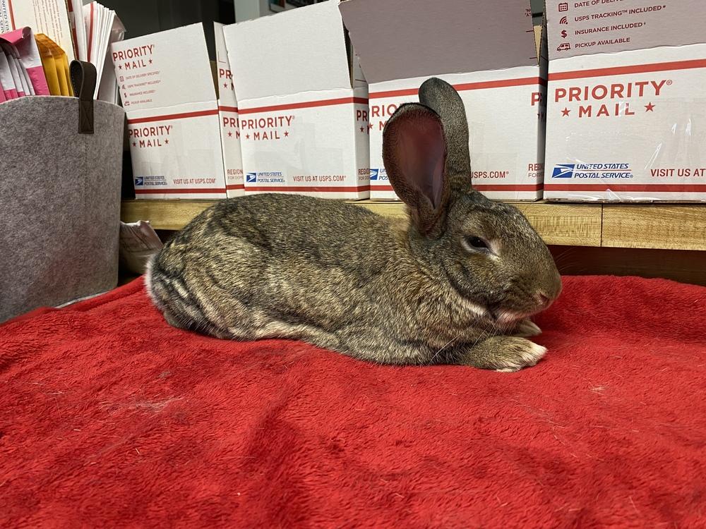 Enlarge Bigwig (Bonded to Toy), a Adoptable mixed breed in Longwood, FL image 3/6