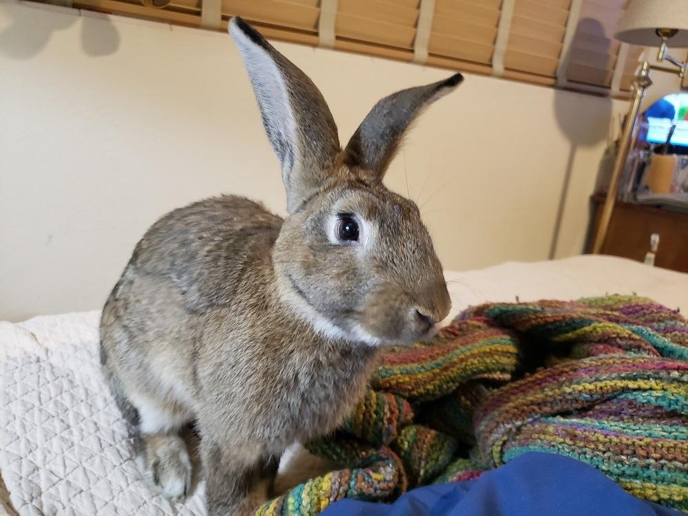 Enlarge Bigwig (Bonded to Toy), a Adoptable mixed breed in Longwood, FL image 4/6