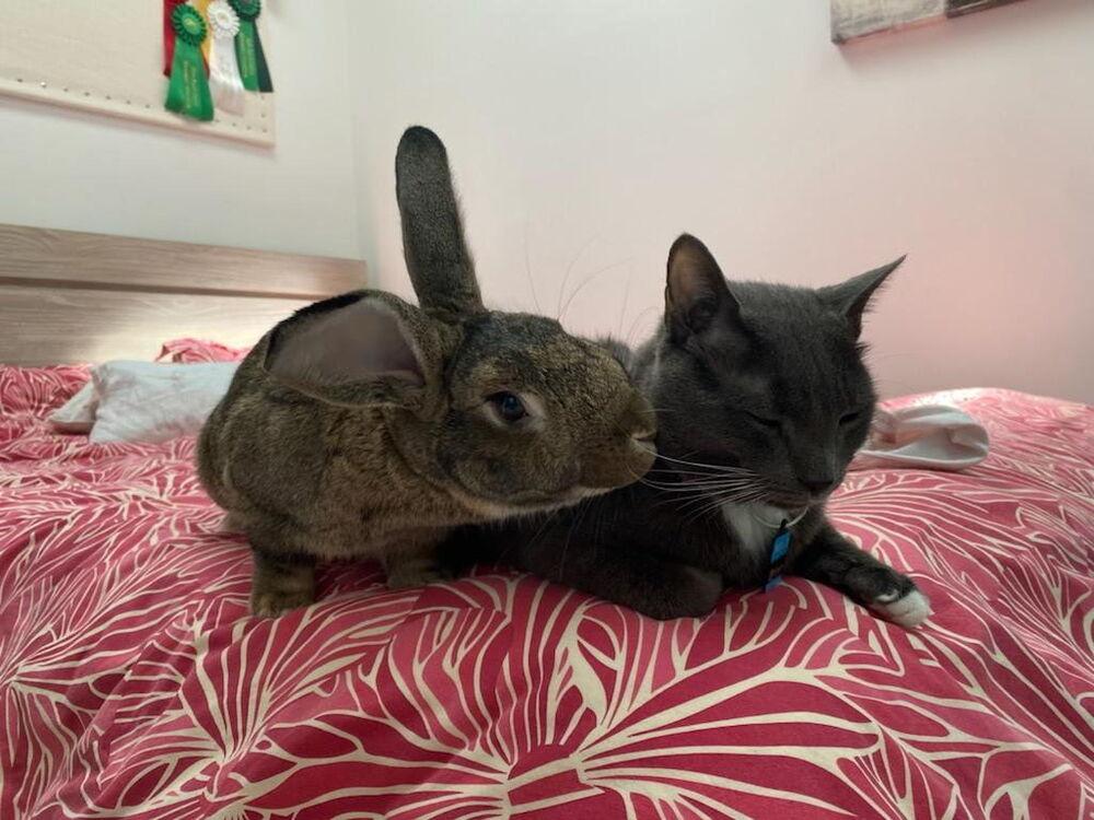 Enlarge Bigwig (Bonded to Toy), a Adoptable mixed breed in Longwood, FL image 5/6