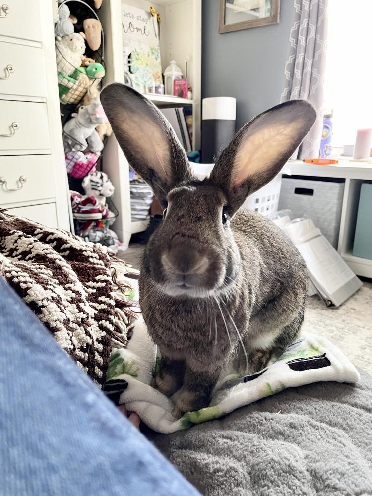 Enlarge Bigwig (Bonded to Toy), a Adoptable mixed breed in Longwood, FL image 6/6