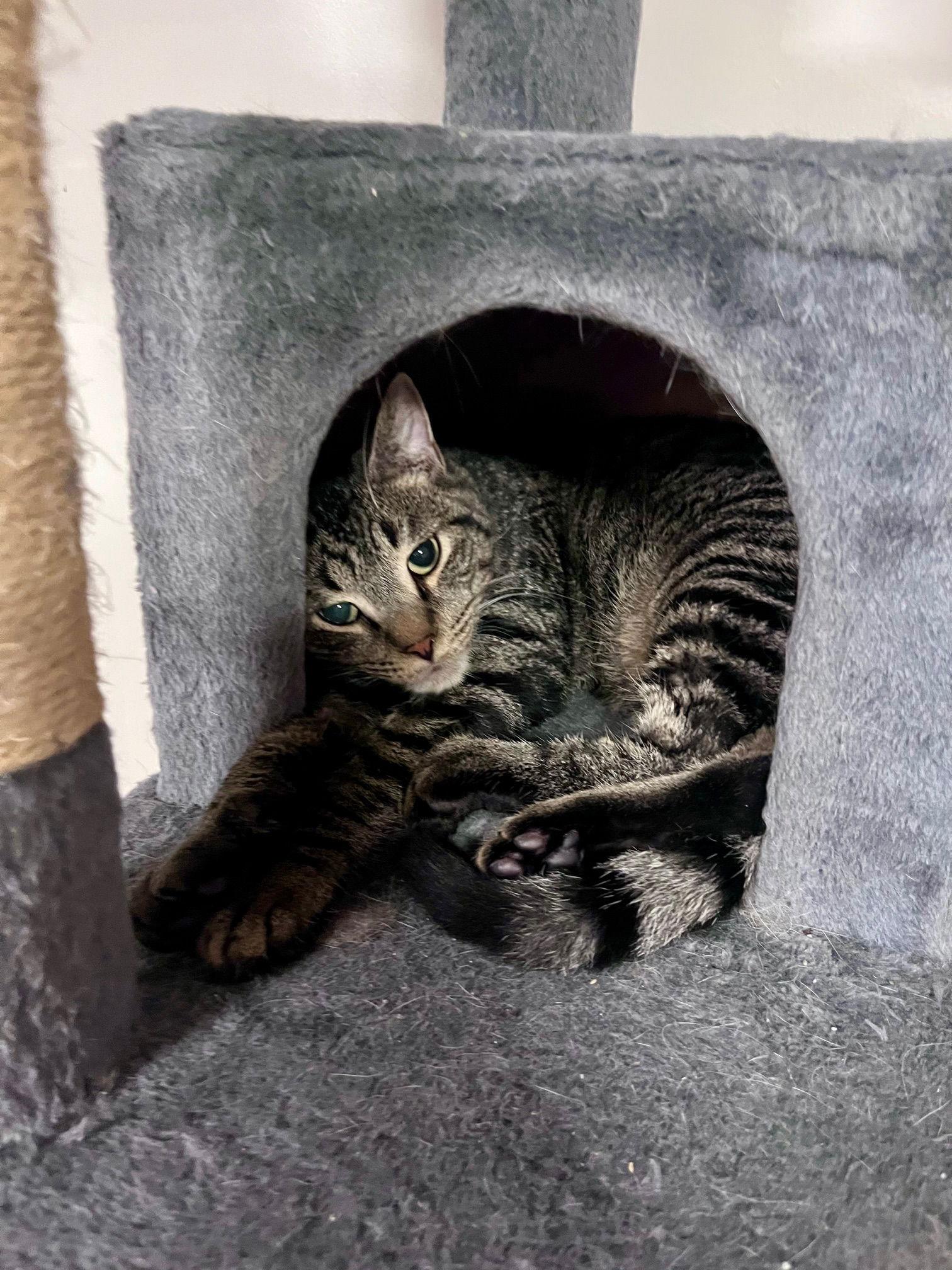 Enlarge Hoagie, a Adoptable Domestic Short Hair in Rochester, NY image 1/1