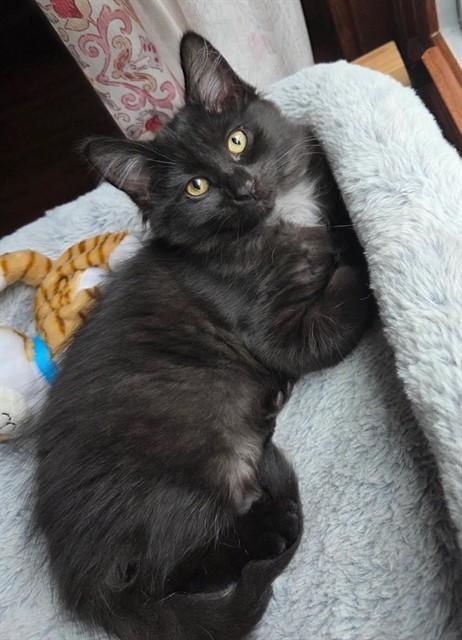 BIG FLUFF, Adoptable, Kitten Female Domestic Short Hair.