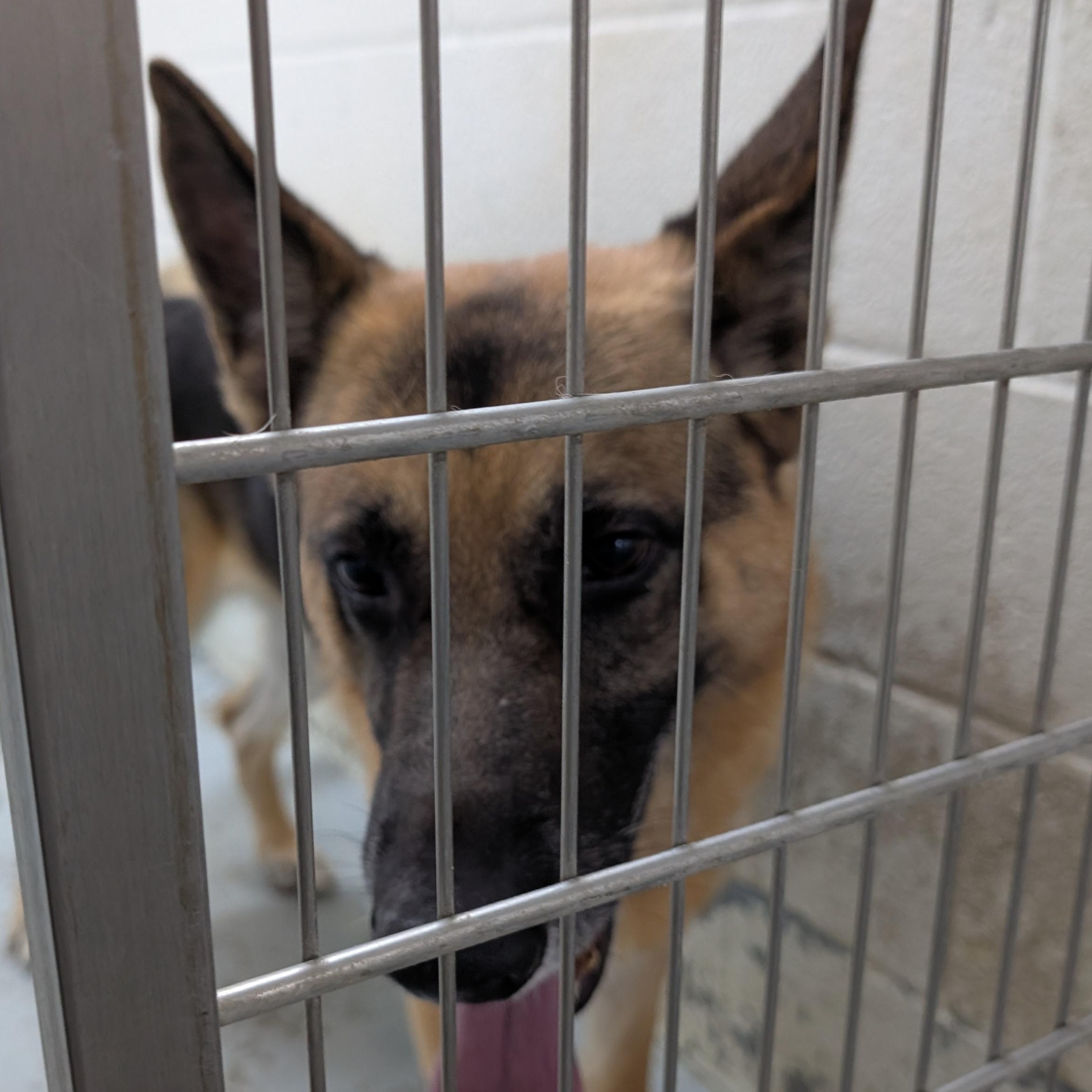 Enlarge 188090 Taz LOOKING FOR OWNER, an adopted German Shepherd Dog in Ravenna, OH image 1/2