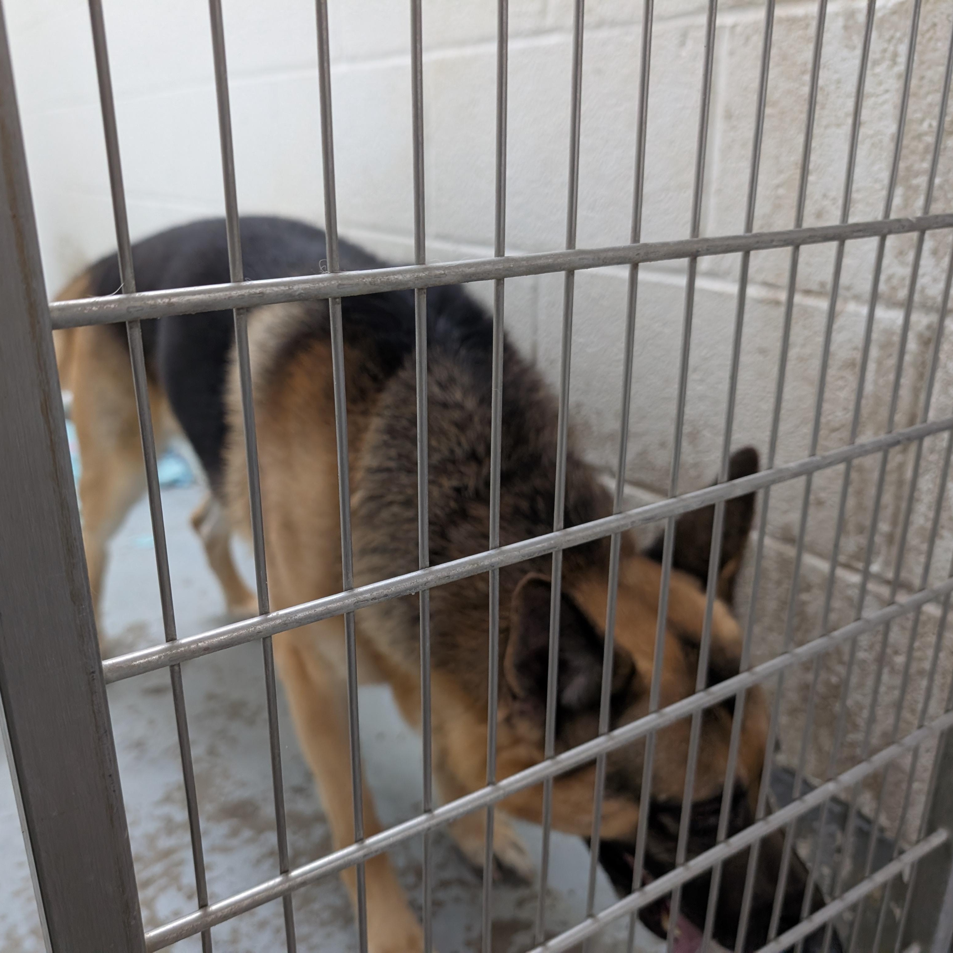 Enlarge 188090 Taz LOOKING FOR OWNER, an adopted German Shepherd Dog in Ravenna, OH image 2/2