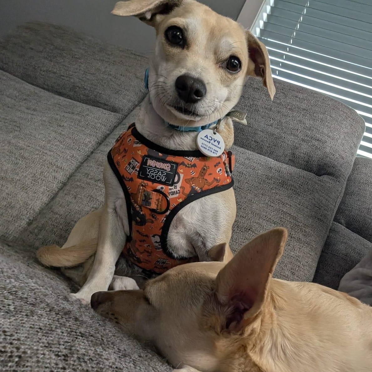 Coco, adopted, Adult Female Chihuahua & Pug.