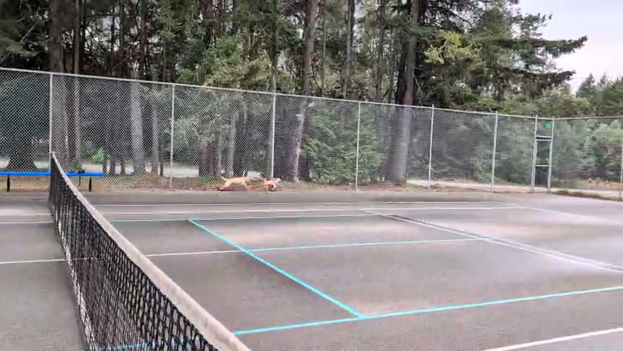 Enlarge Coco, an adopted mixed breed in Victoria, BC video 4/6