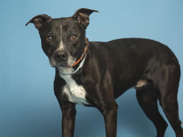 ACE, Adoptable, Adult Male Pit Bull Terrier.