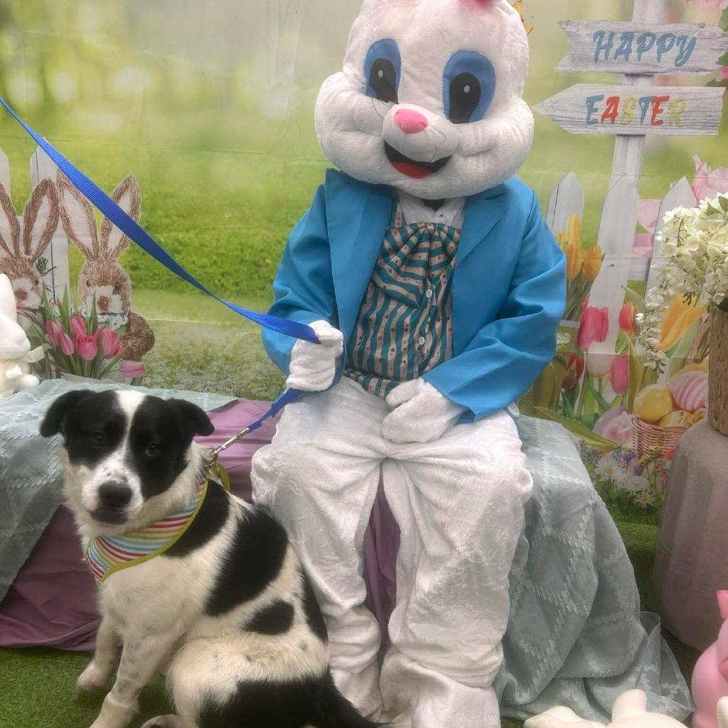 Enlarge Panda, a Adoptable Border Collie in Corbin, KY image 1/6