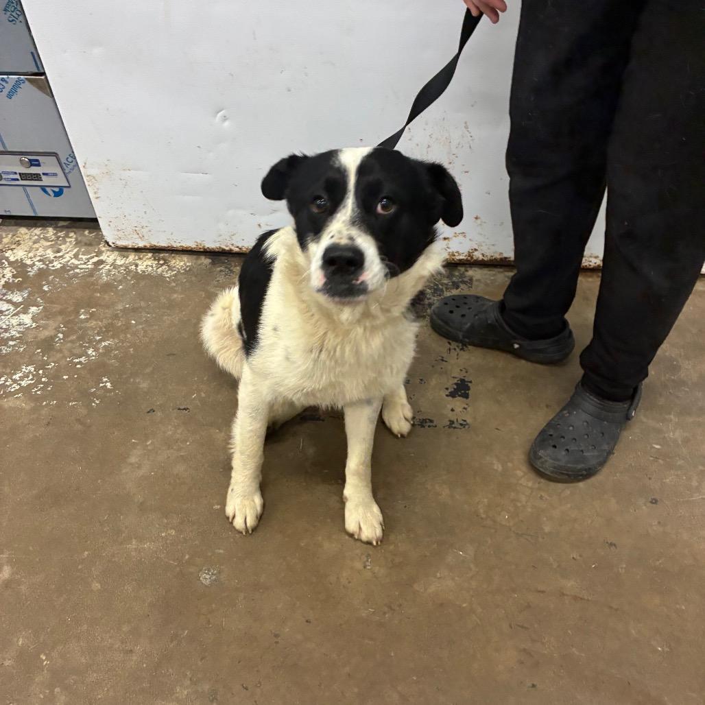 Enlarge Panda, a Adoptable Border Collie in Corbin, KY image 2/6