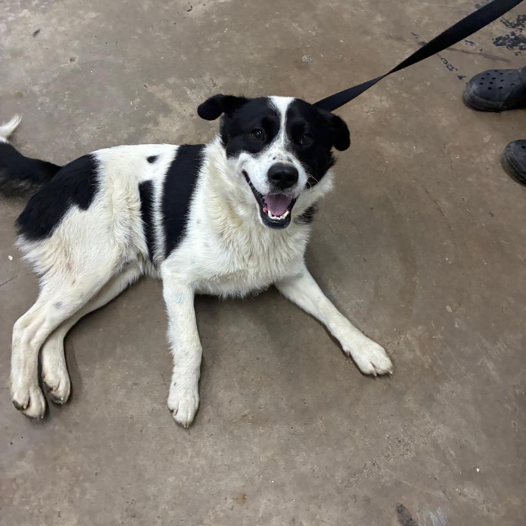 Enlarge Panda, a Adoptable Border Collie in Corbin, KY image 3/6