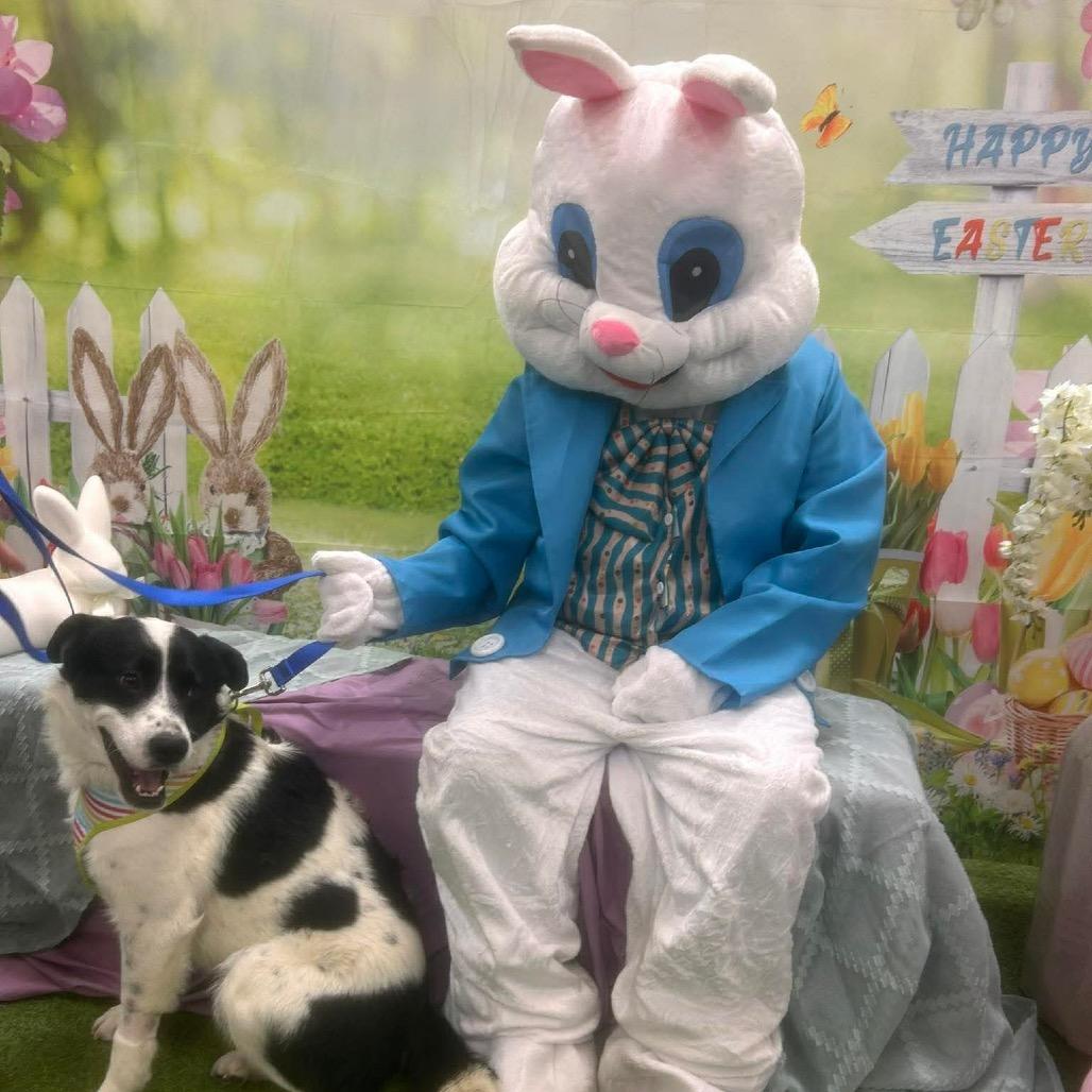 Enlarge Panda, a Adoptable Border Collie in Corbin, KY image 4/6