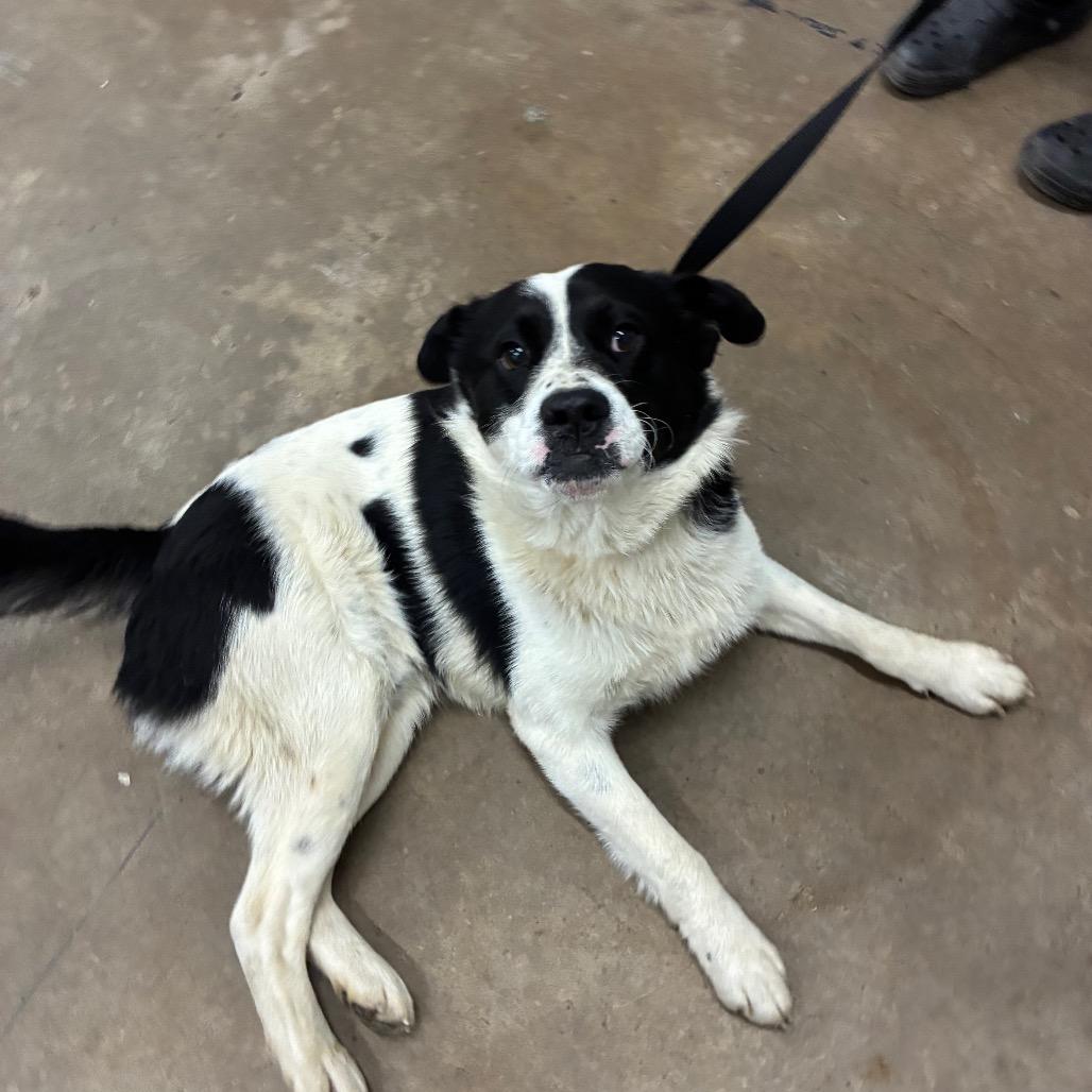 Enlarge Panda, a Adoptable Border Collie in Corbin, KY image 5/6