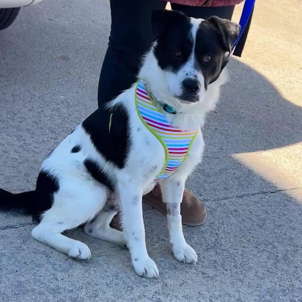 Enlarge Panda, a Adoptable Border Collie in Corbin, KY image 6/6