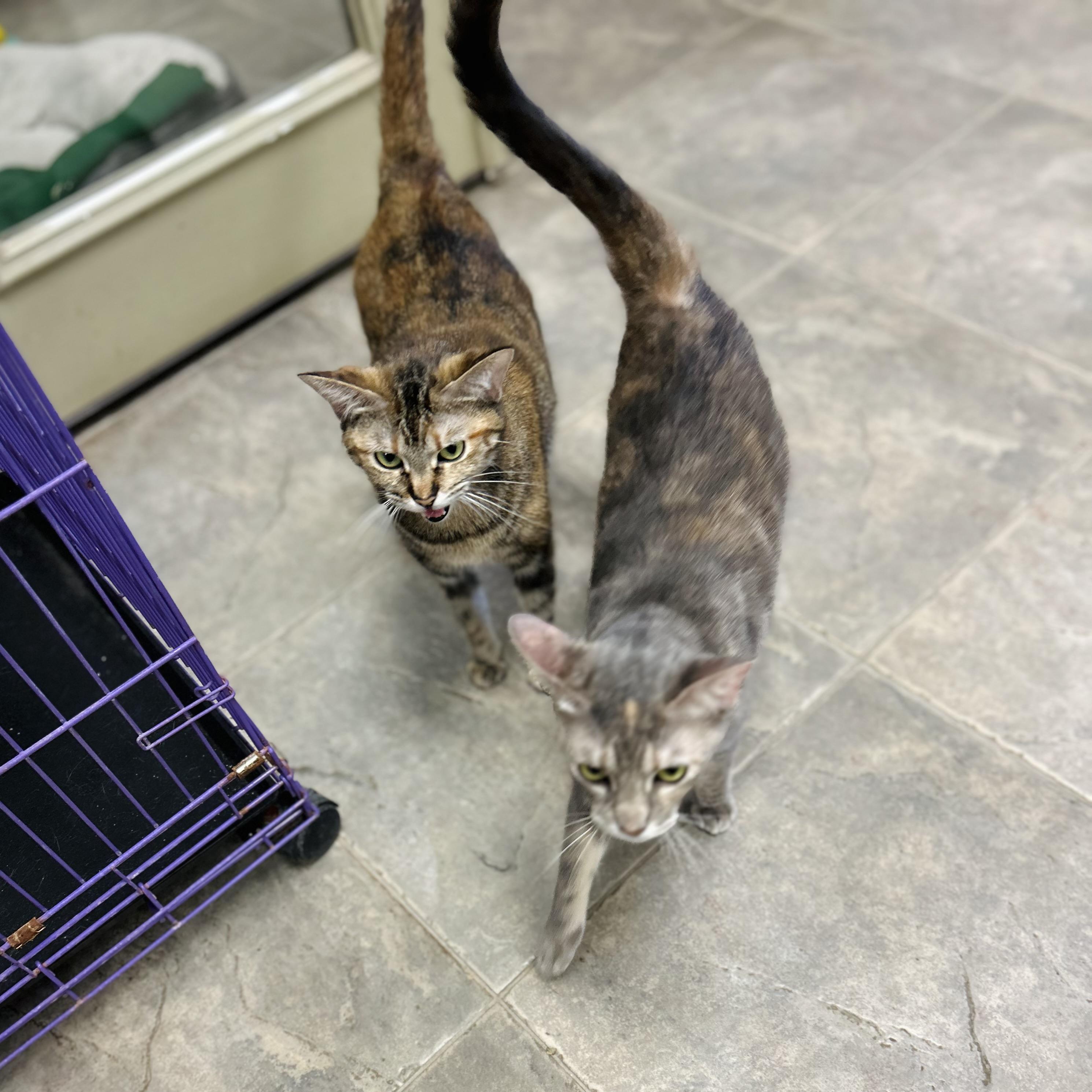 Enlarge Alisae "Ali", a Adoptable Domestic Short Hair in Seguin, TX image 3/6