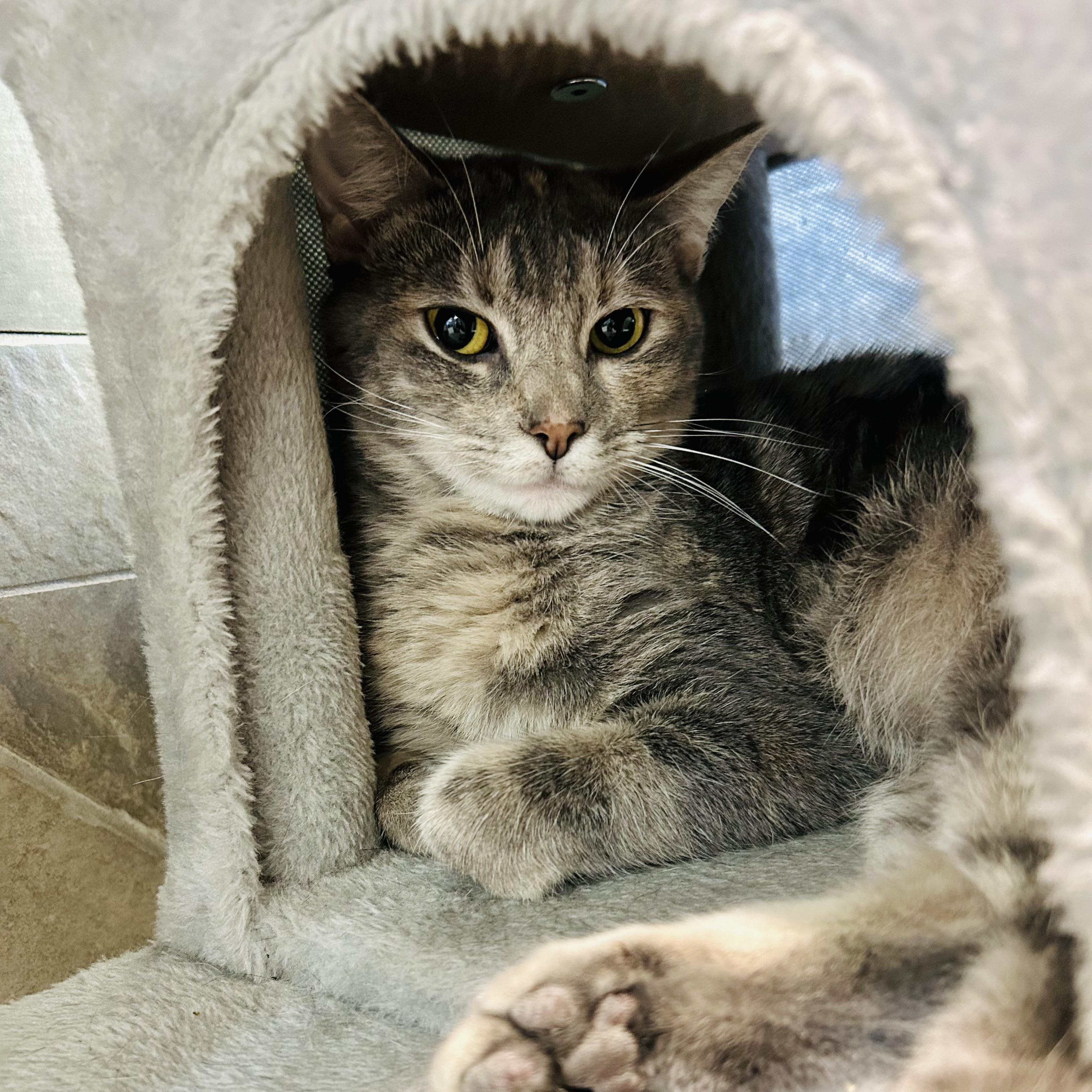 Alisae "Ali", Adoptable, Young Female Domestic Short Hair.