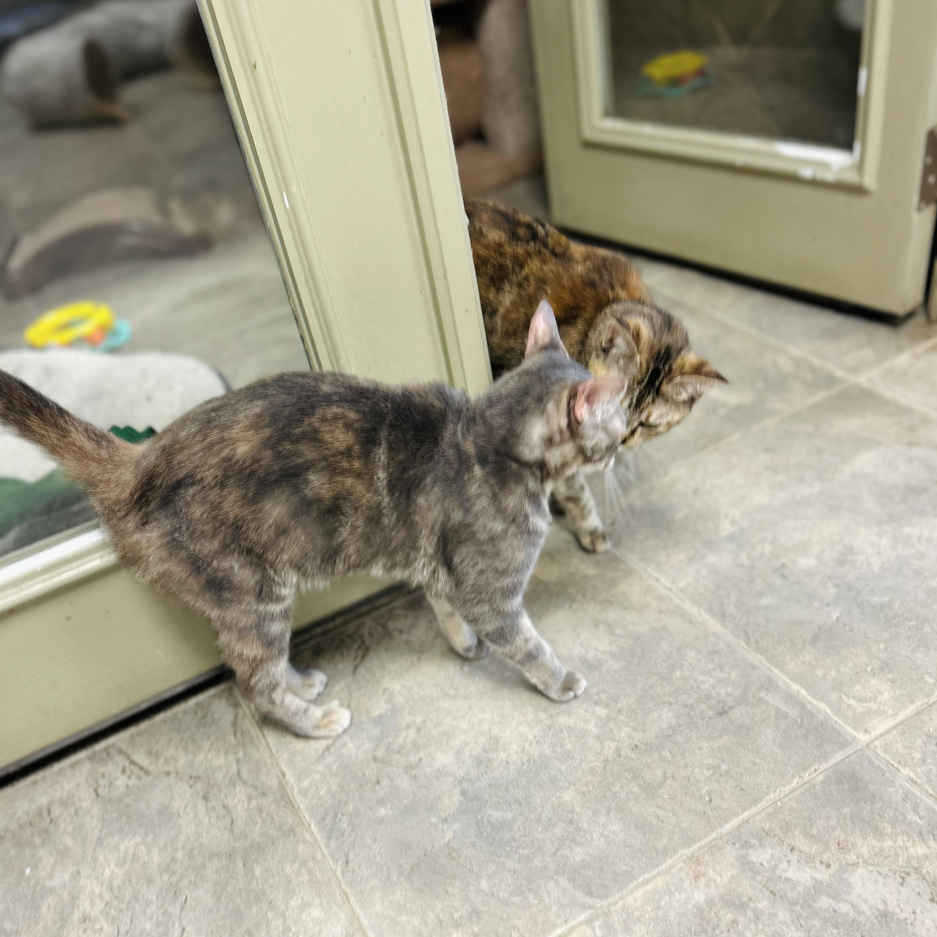 Enlarge Alisae "Ali", a Adoptable Domestic Short Hair in Seguin, TX image 5/6