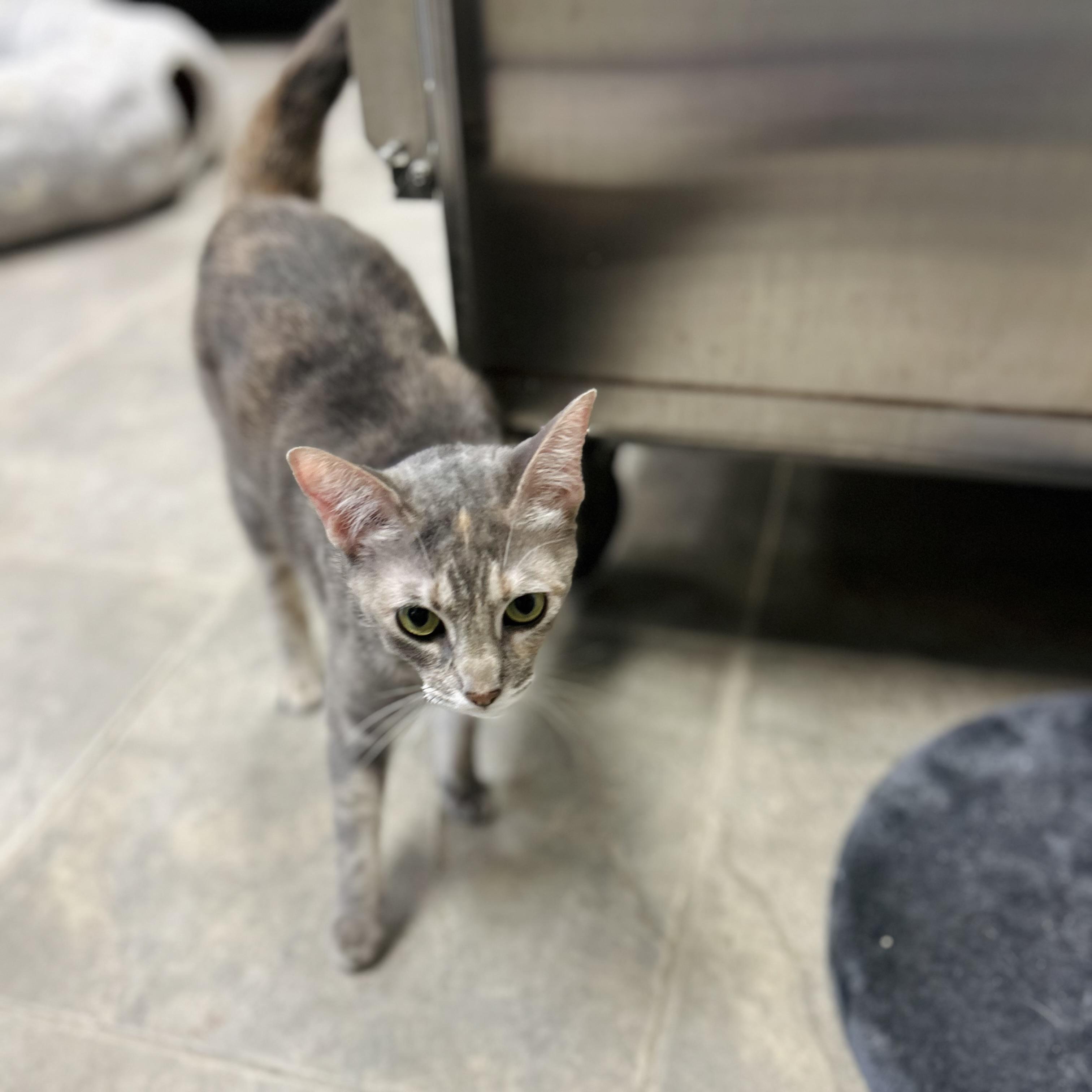 Alisae "Ali", Adoptable, Young Female Domestic Short Hair.