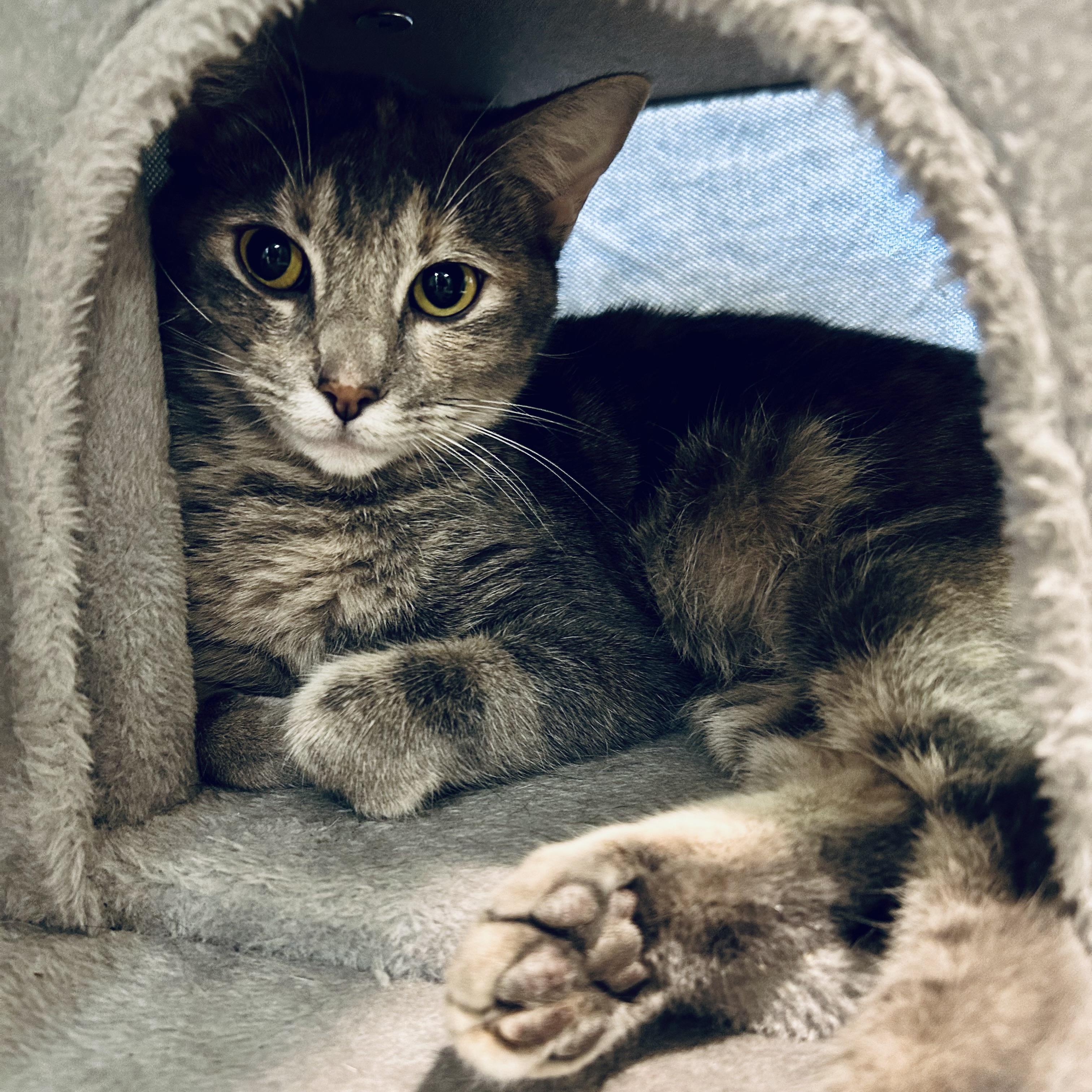 Alisae "Ali", a Adoptable Domestic Short Hair in Seguin, TX image 5/6