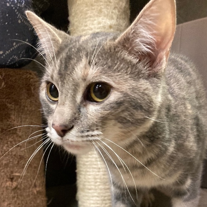 Alisae "Ali", a Adoptable Domestic Short Hair in Seguin, TX image 3/6