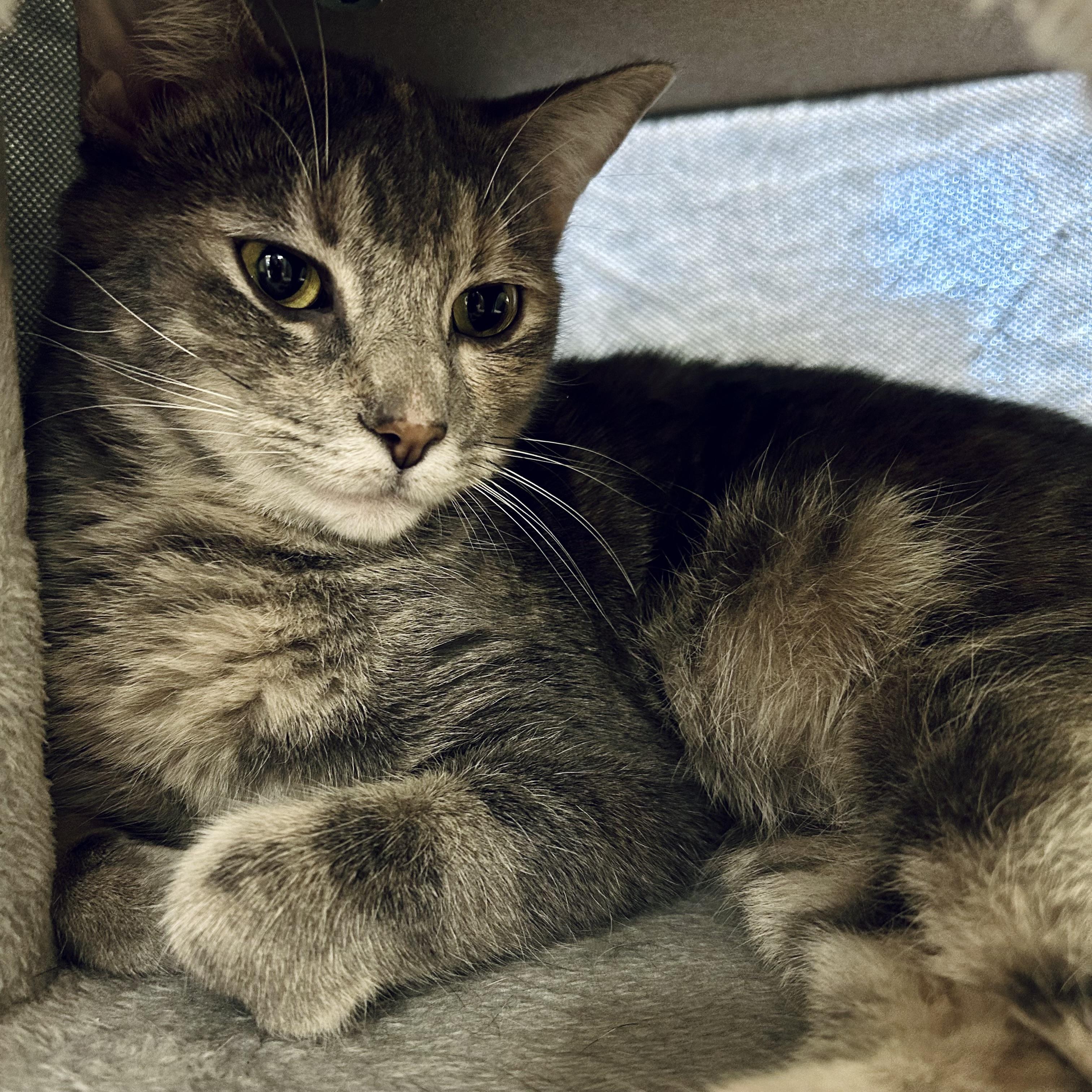 Alisae "Ali", Adoptable, Adult Female Domestic Short Hair.