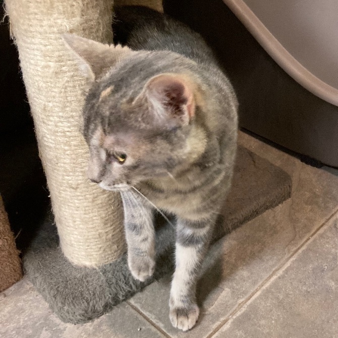 Alisae "Ali", a Adoptable Domestic Short Hair in Seguin, TX image 6/6