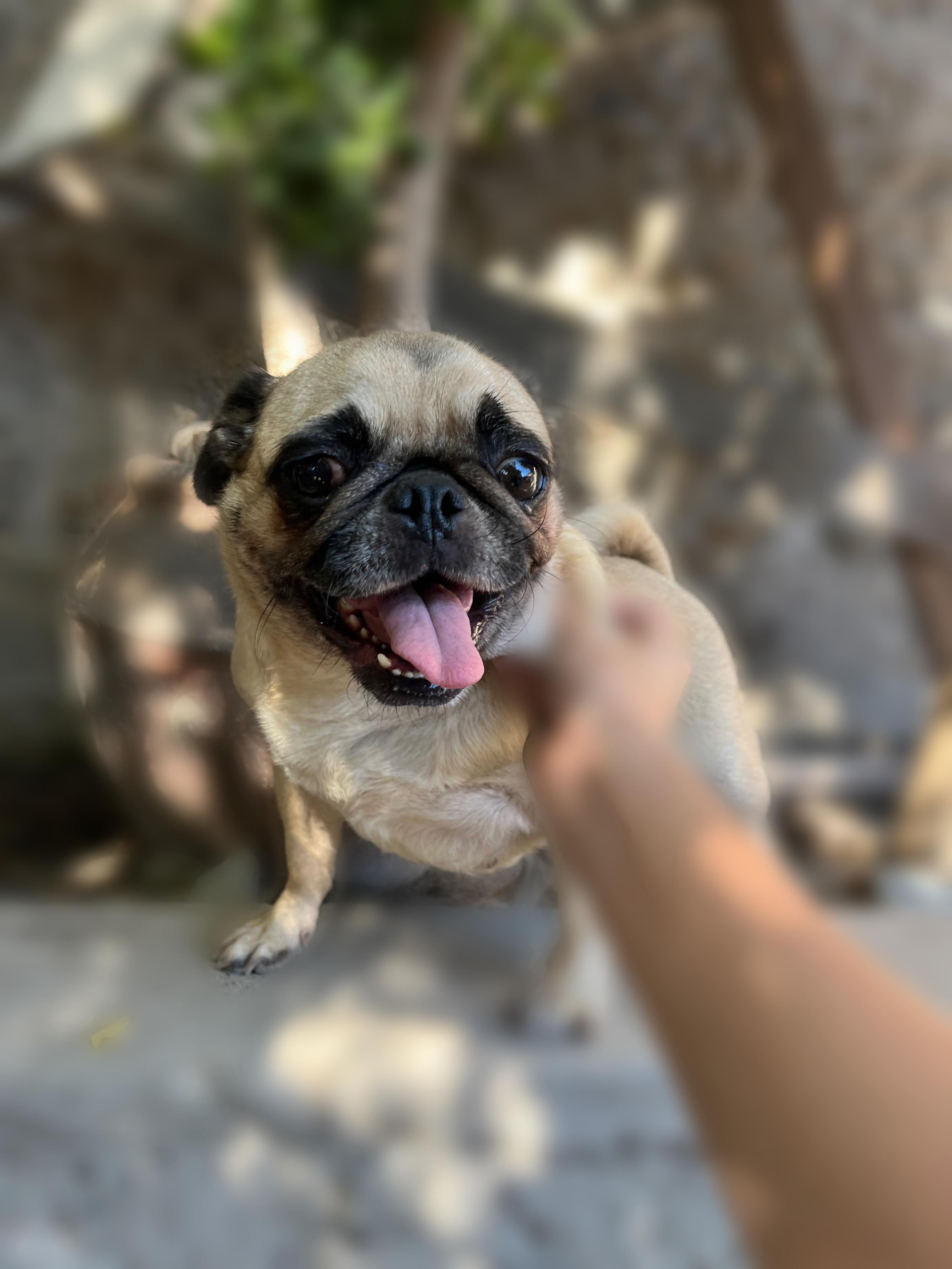 Enlarge Dolly, a ADOPTABLE Pug in Chula Vista, CA image 1/3