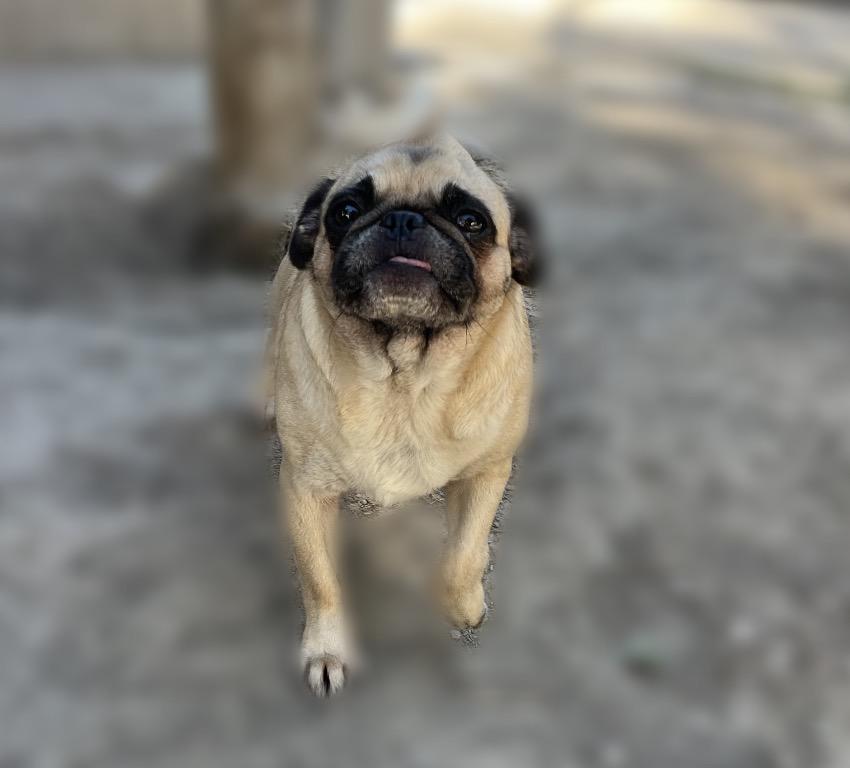 Enlarge Dolly, a ADOPTABLE Pug in Chula Vista, CA image 3/3