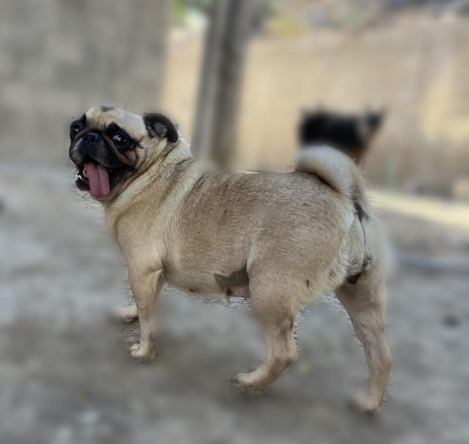 Enlarge Dolly, a ADOPTABLE Pug in Chula Vista, CA image 2/3