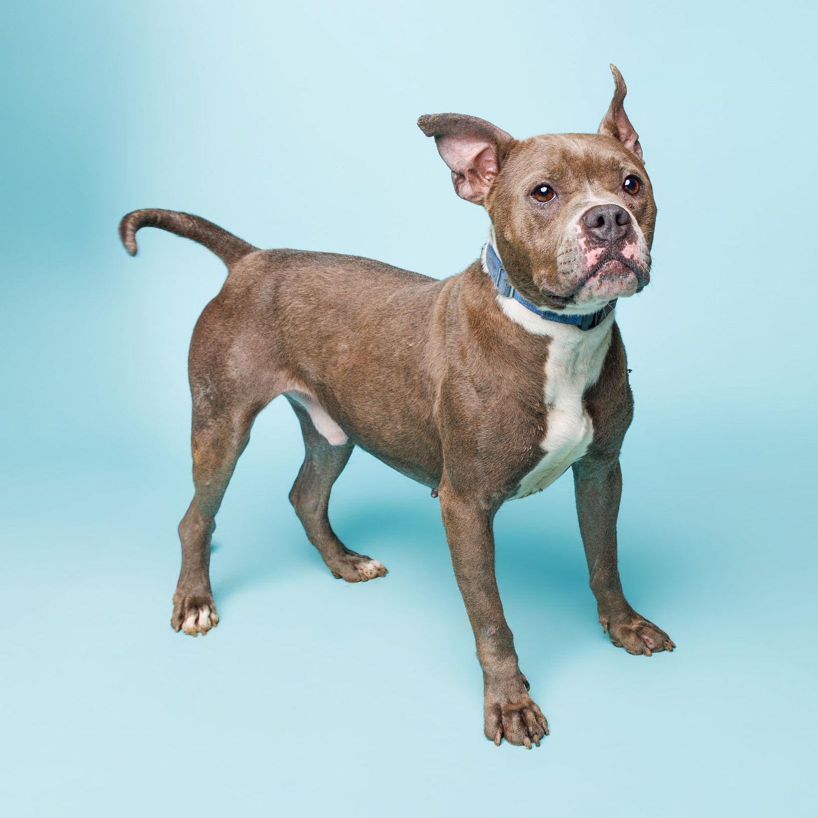 Enlarge Dennis, a ADOPTABLE mixed breed in Waterloo, IA image 3/4
