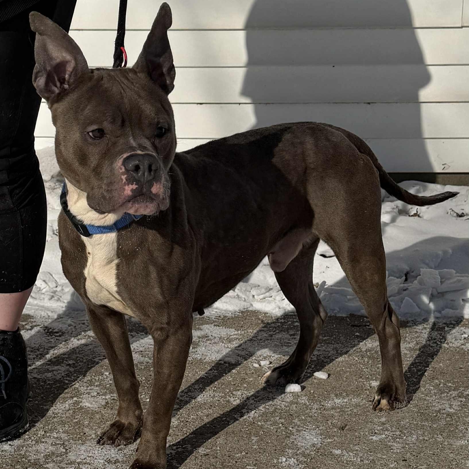 Dennis, ADOPTABLE, Adult Male American Bully.
