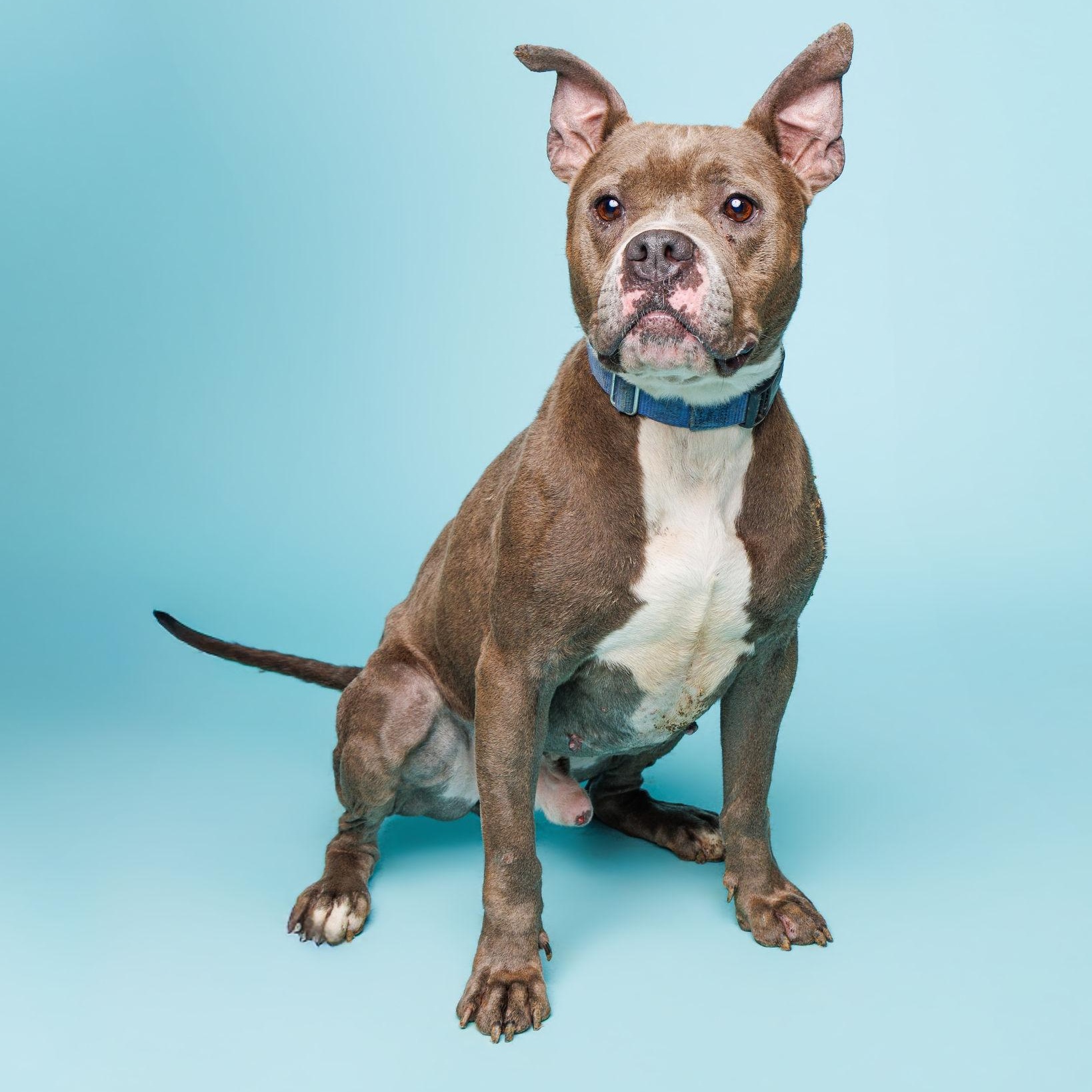Dennis, ADOPTABLE, Adult Male American Bully.