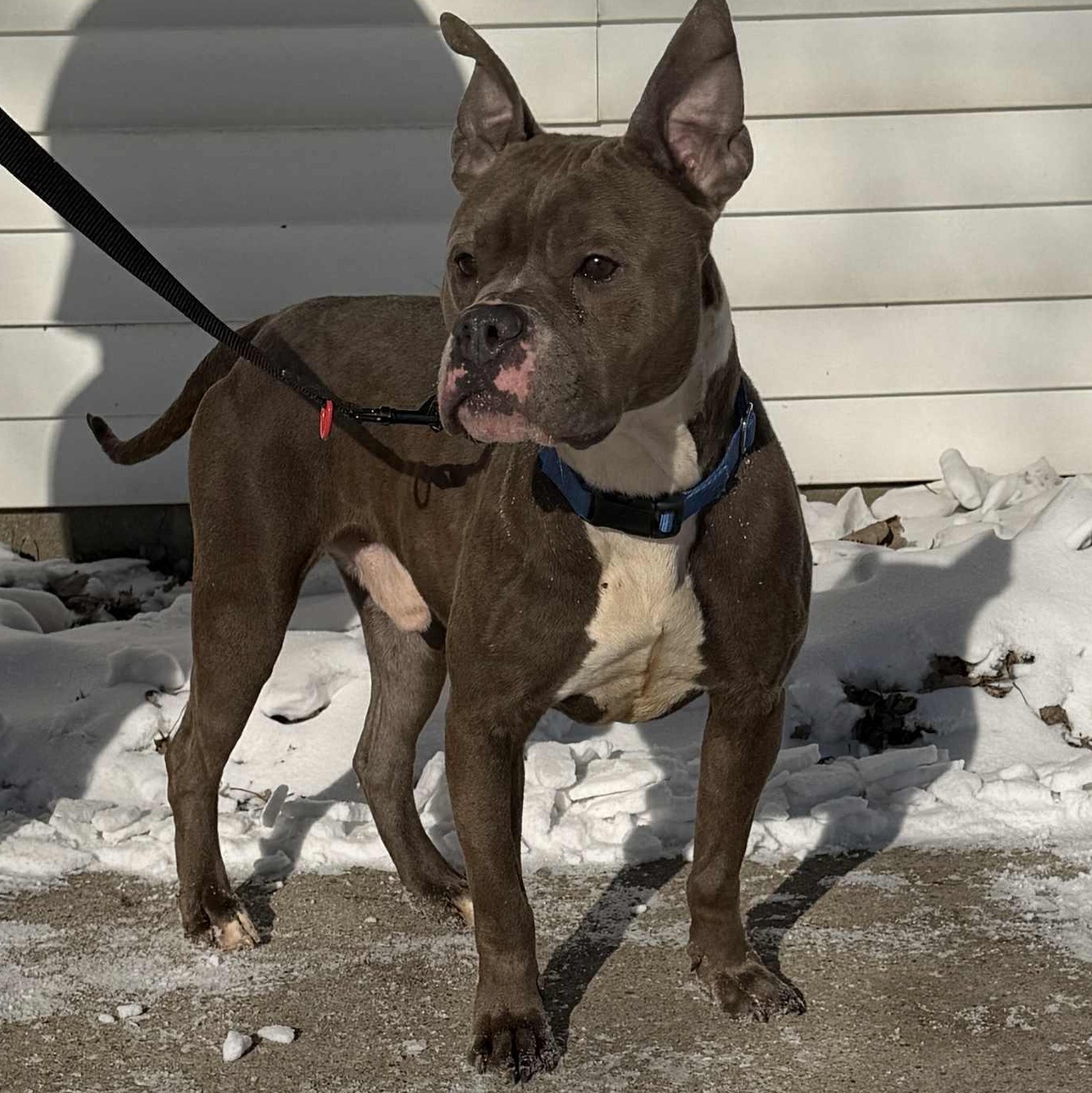 Dennis, a ADOPTABLE mixed breed in Waterloo, IA image 4/6