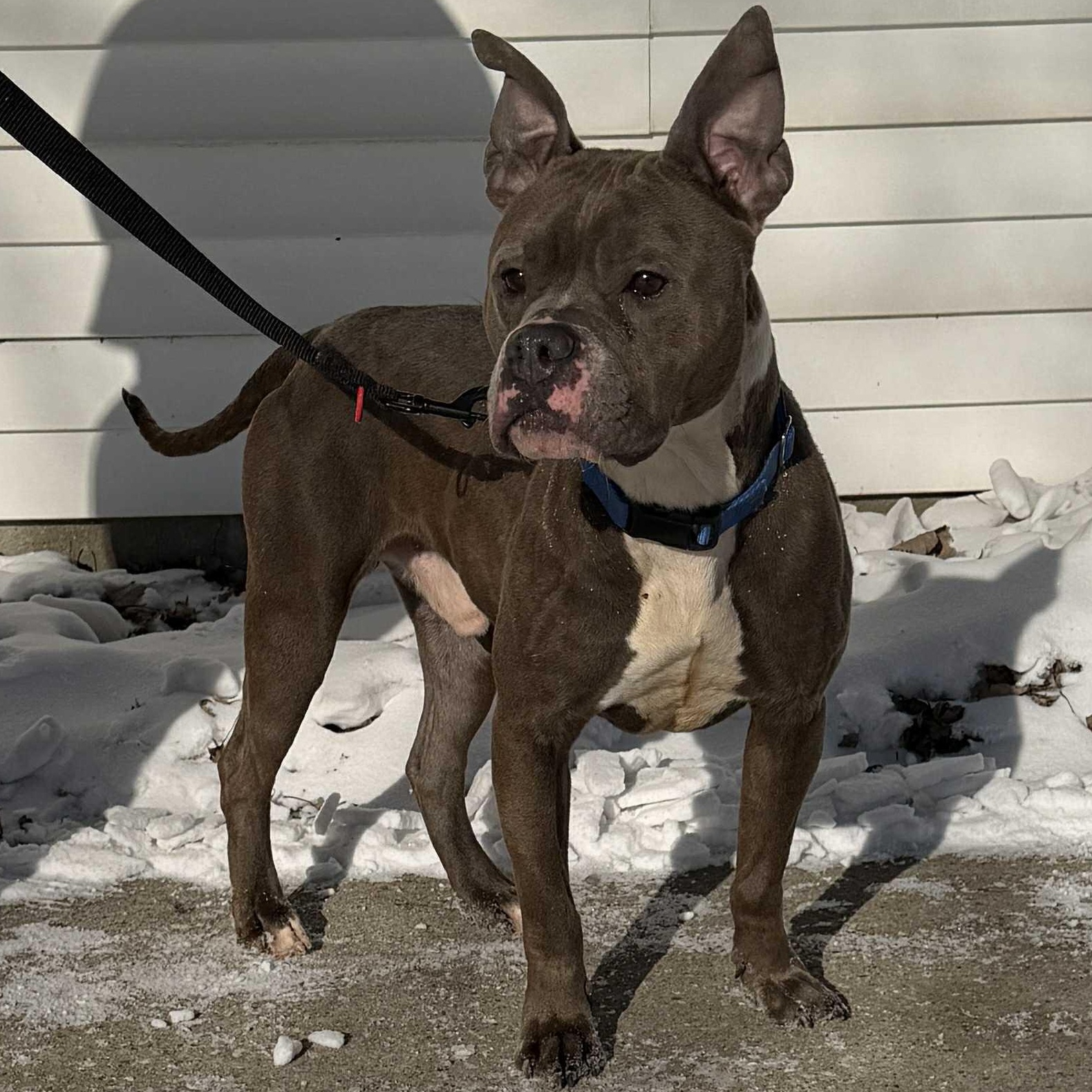 Dennis, a ADOPTABLE mixed breed in Waterloo, IA image 6/6