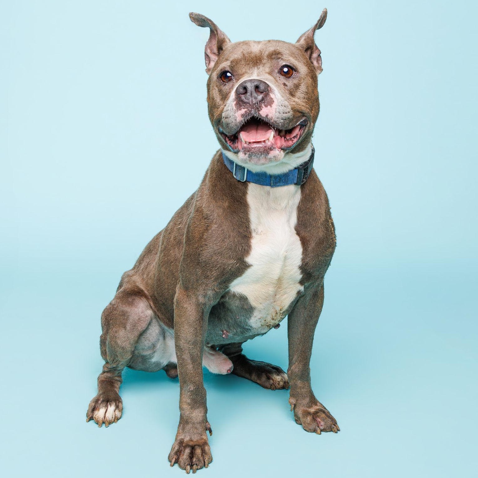 Enlarge Dennis, a ADOPTABLE mixed breed in Waterloo, IA image 2/4