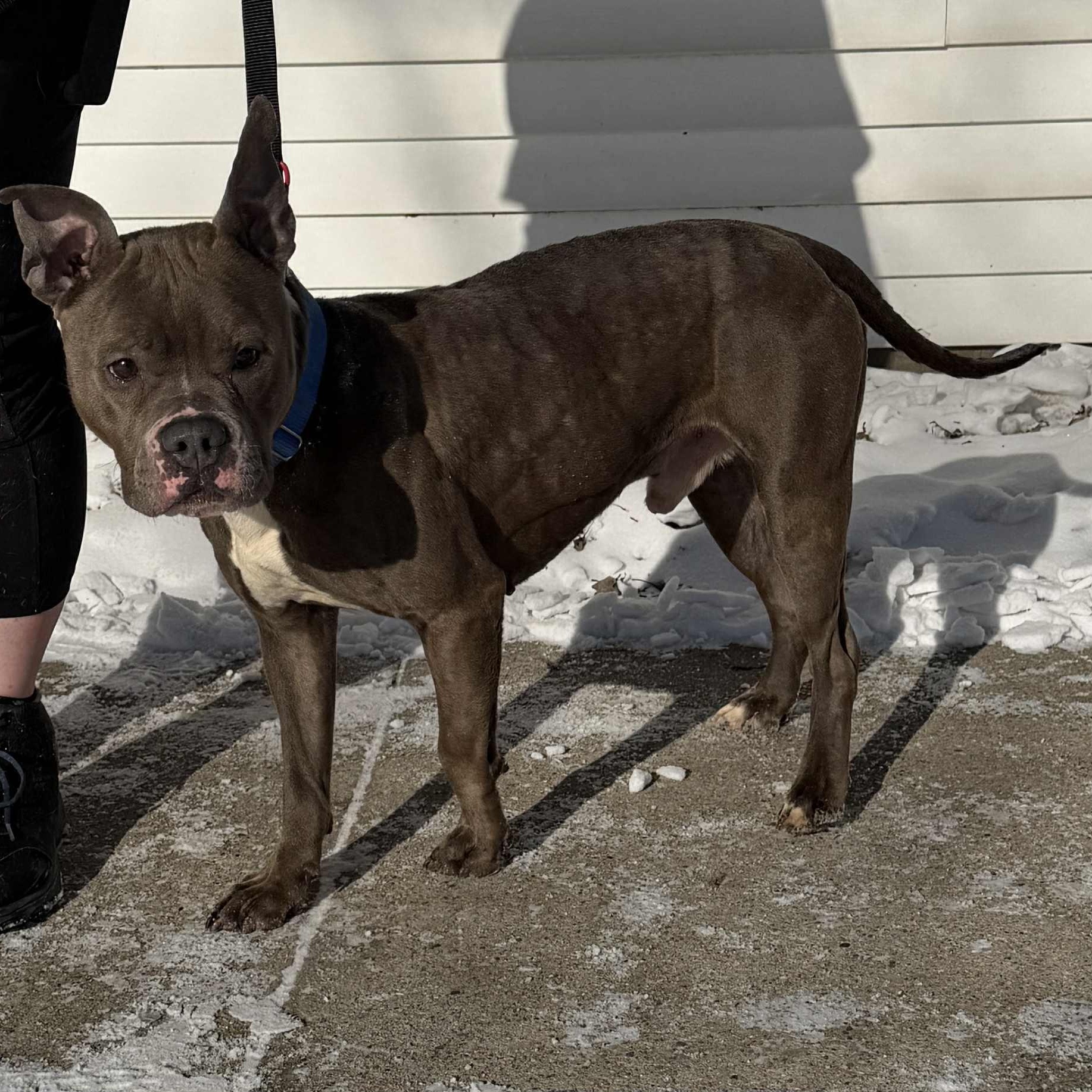 Dennis, a ADOPTABLE mixed breed in Waterloo, IA image 5/6