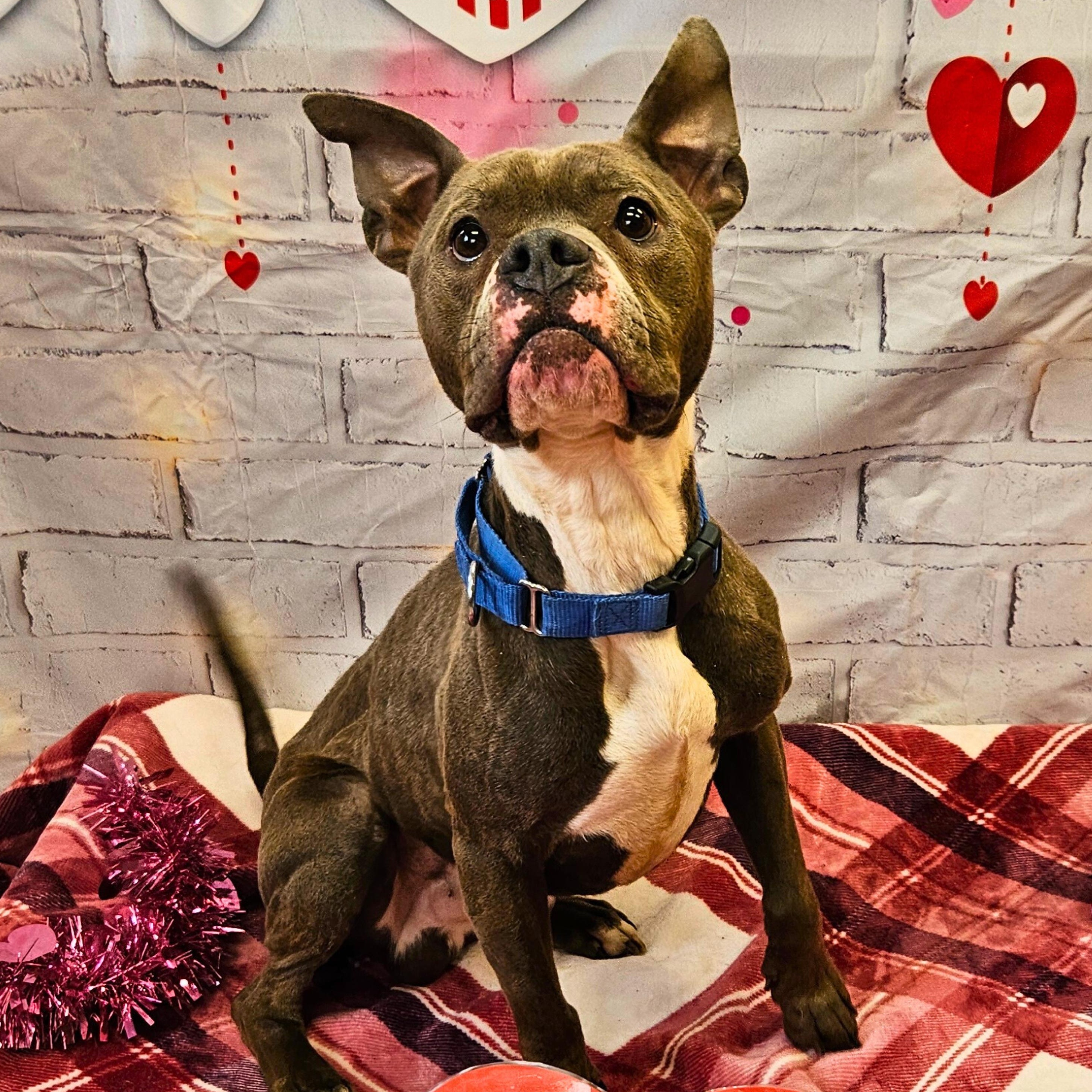 Dennis, a ADOPTABLE mixed breed in Waterloo, IA image 2/6
