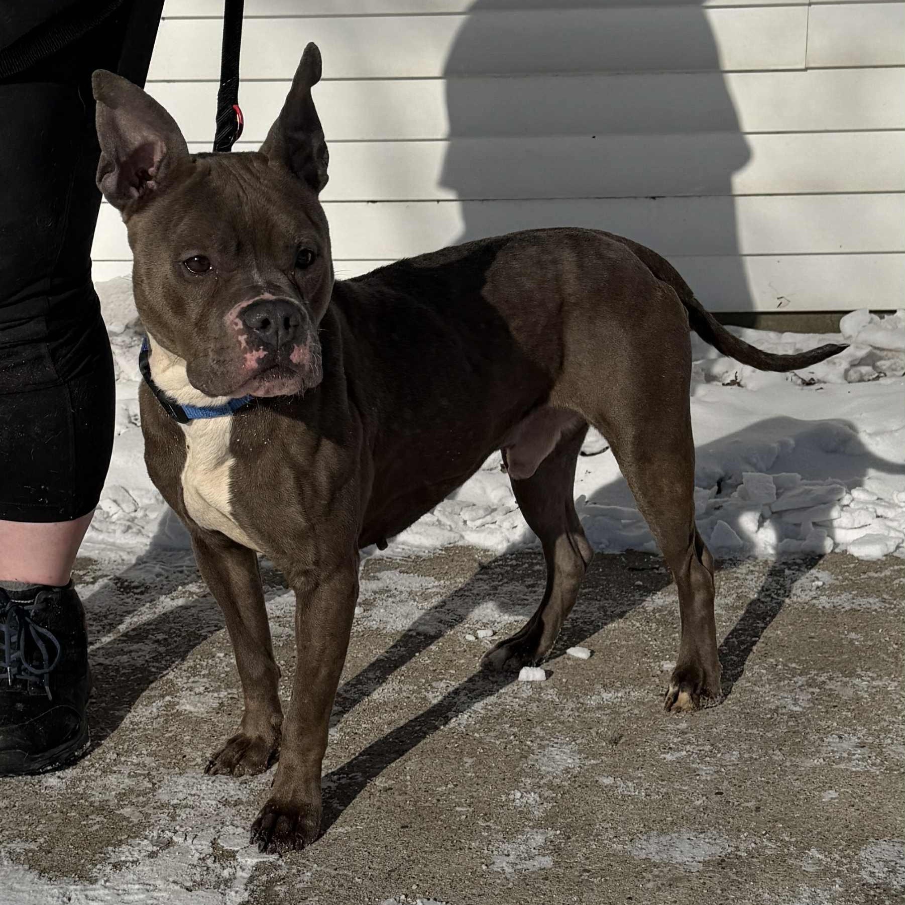 Dennis, a ADOPTABLE mixed breed in Waterloo, IA image 3/6