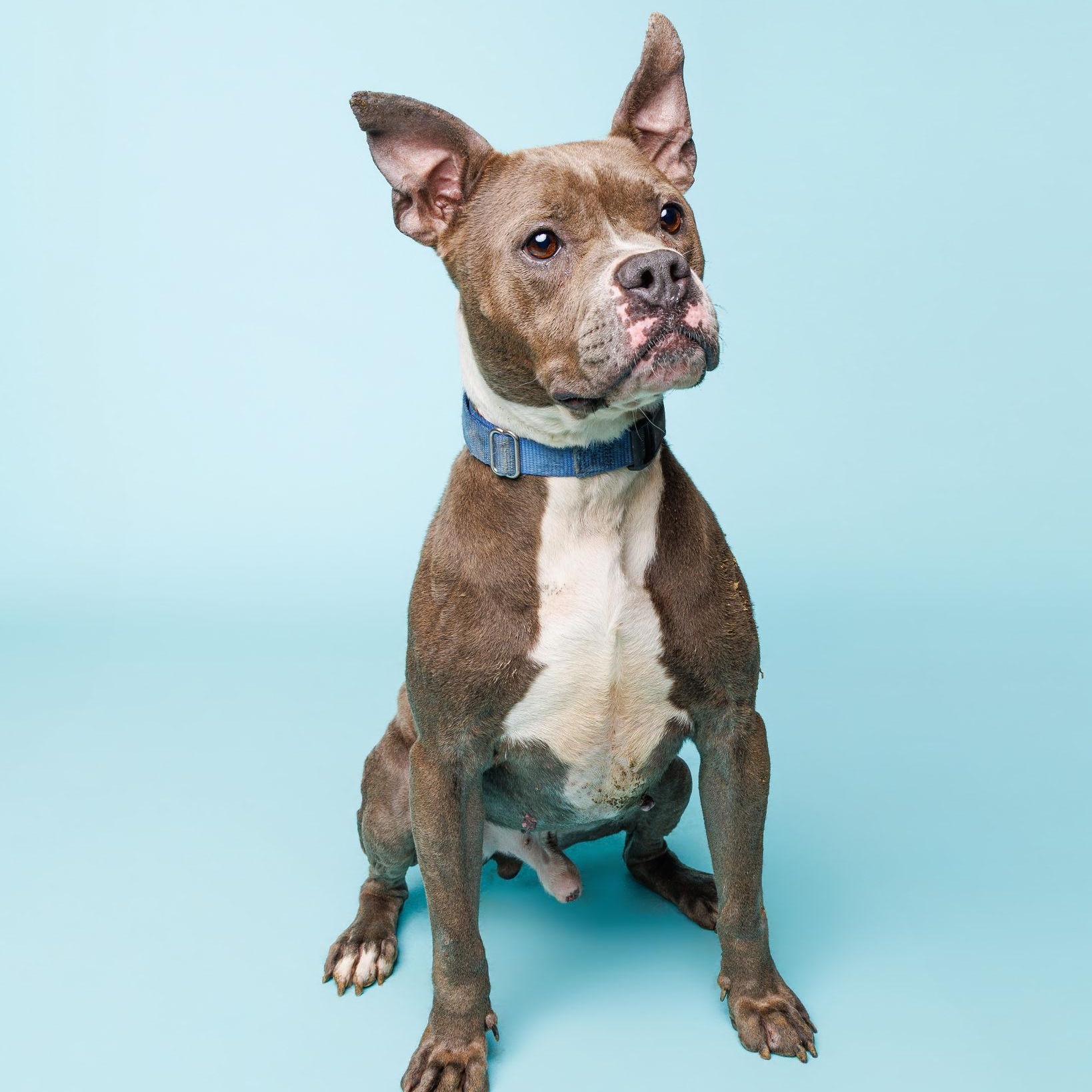 Enlarge Dennis, a ADOPTABLE mixed breed in Waterloo, IA image 4/4