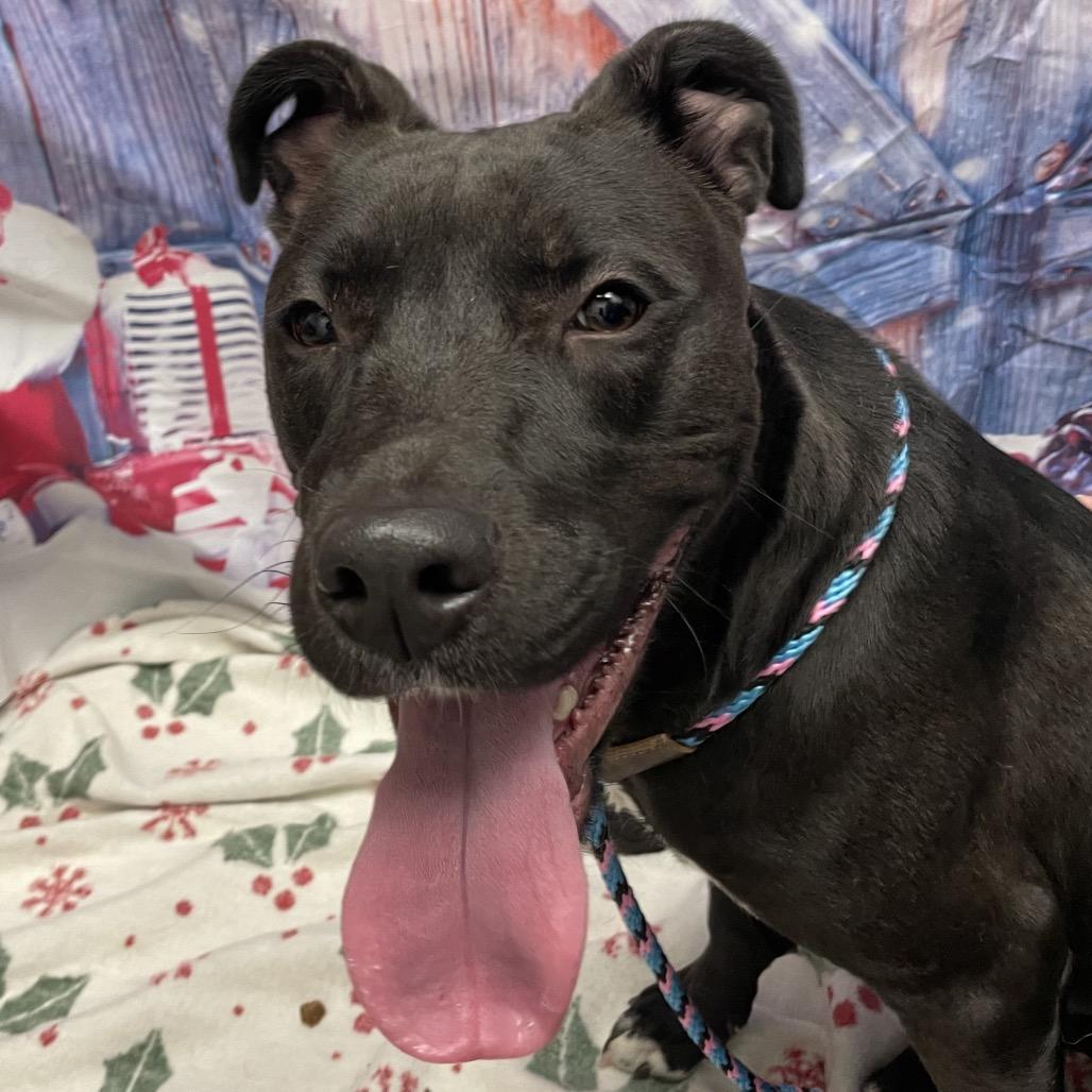 Hemi, Adoptable, Young Male Pit Bull Terrier & Mixed Breed.