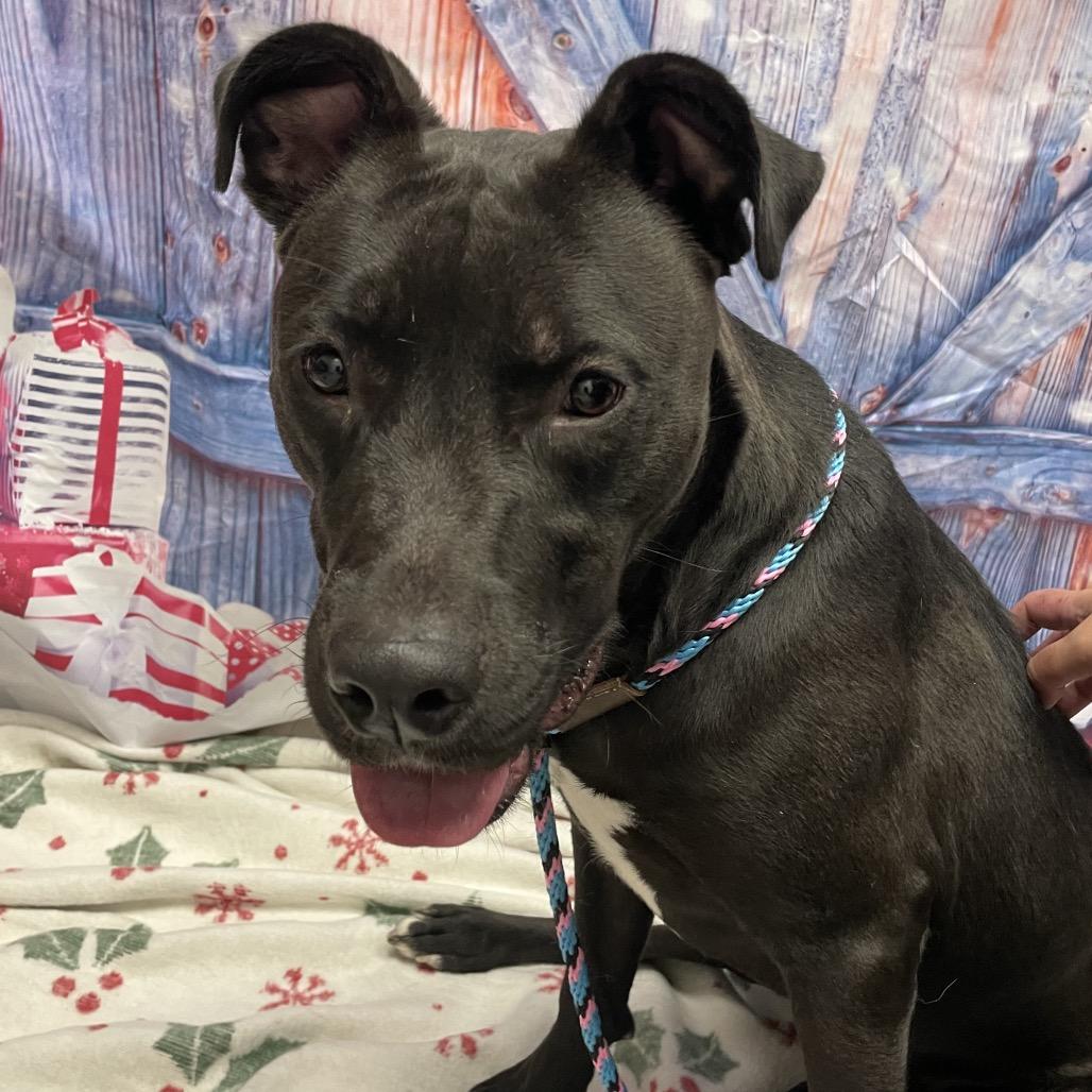 Hemi, a Adoptable mixed breed in Henderson, NV image 2/4