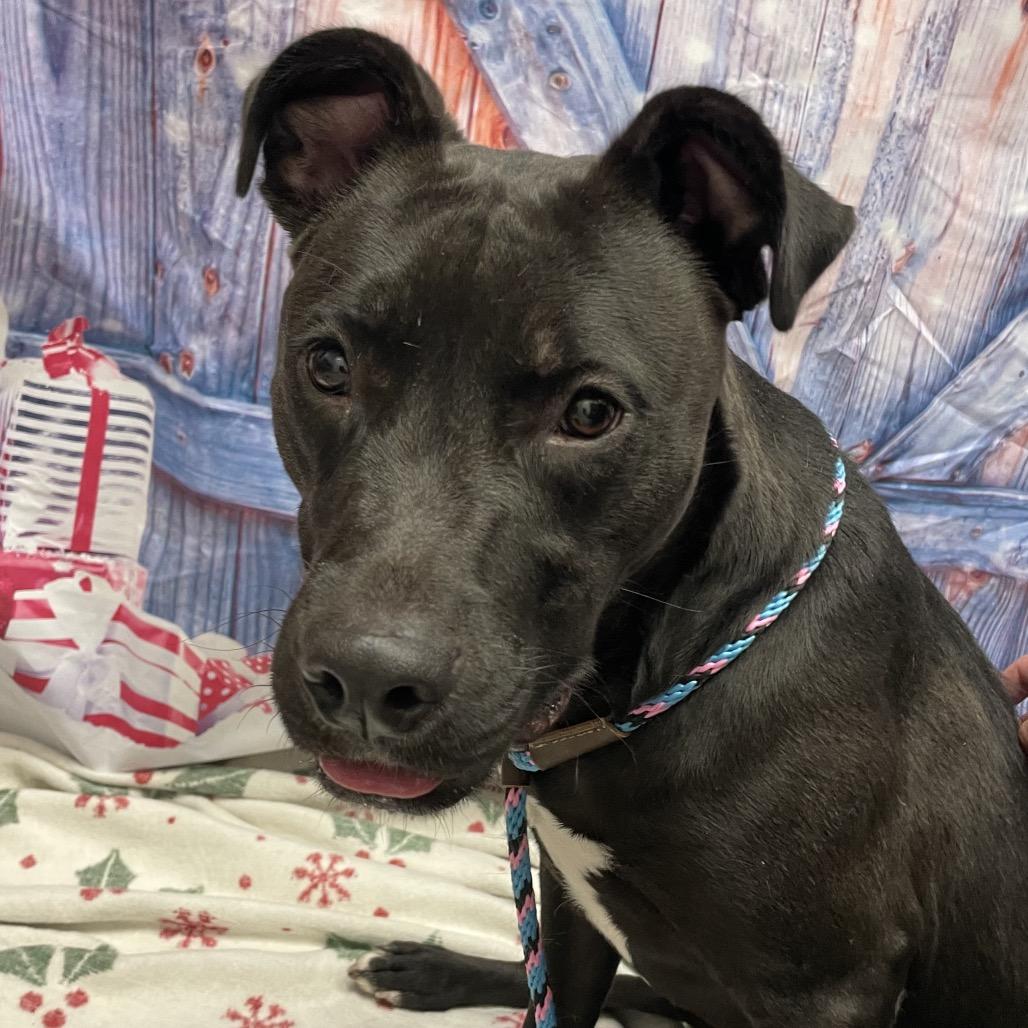 Hemi, a Adoptable mixed breed in Henderson, NV image 3/4