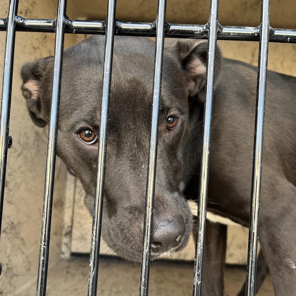 Hemi, a Adoptable mixed breed in Henderson, NV image 4/4