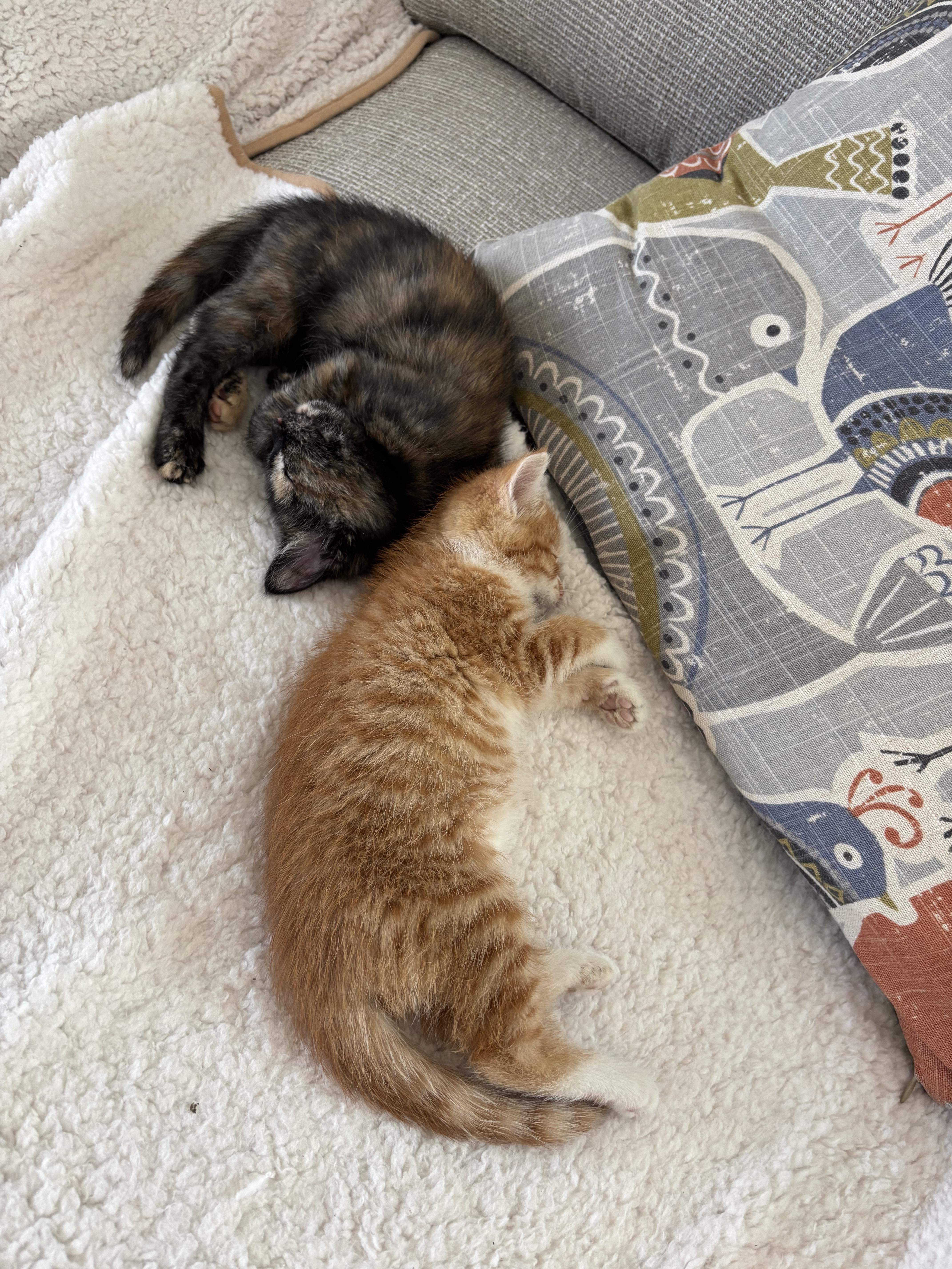Denali & Kenai — Bonded Boy/Girl Pair, a ADOPTABLE Domestic Short Hair in Ponte vedra, FL image 1/5