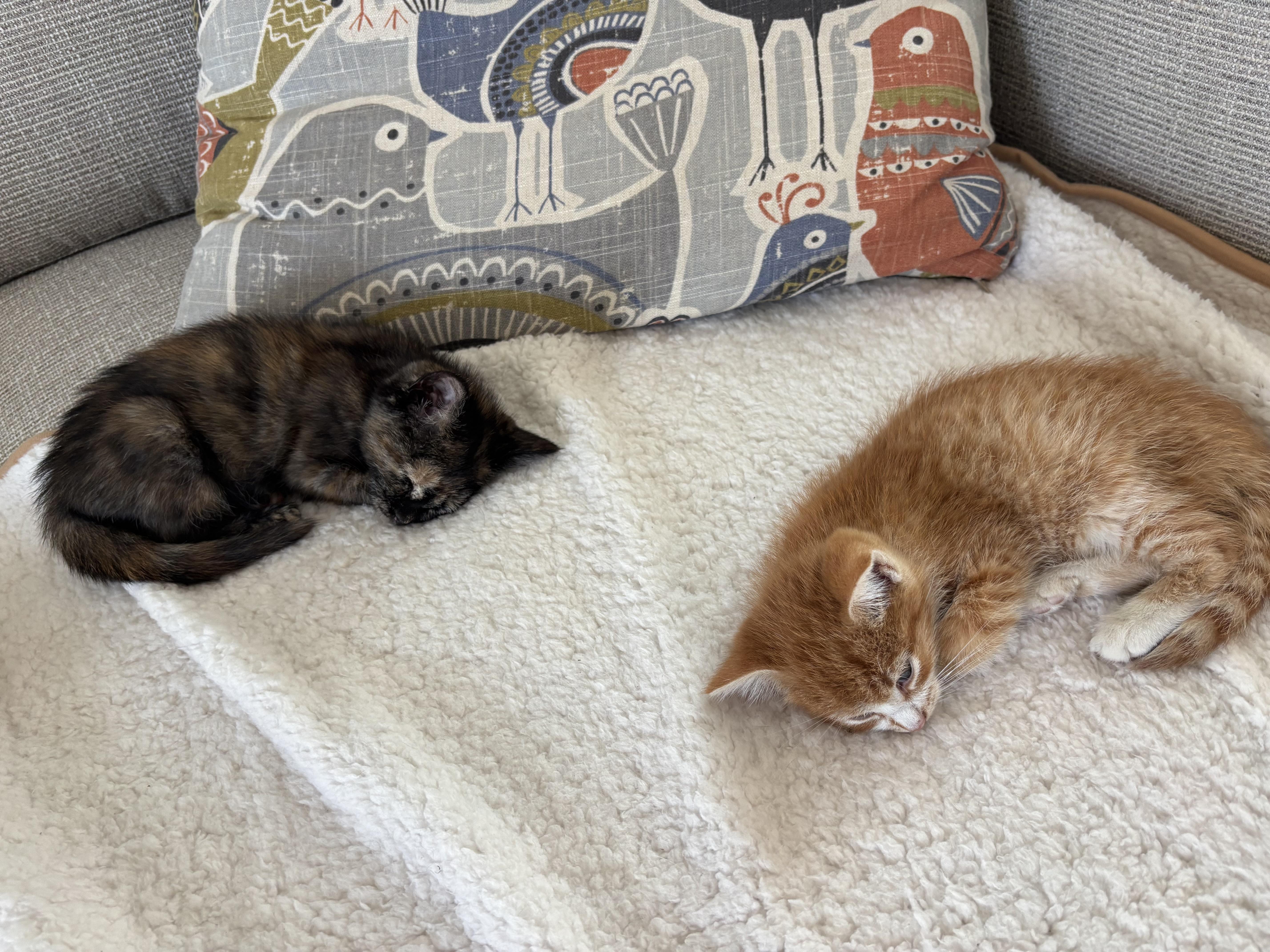 Denali & Kenai — Bonded Boy/Girl Pair, a ADOPTABLE Domestic Short Hair in Ponte vedra, FL image 2/5