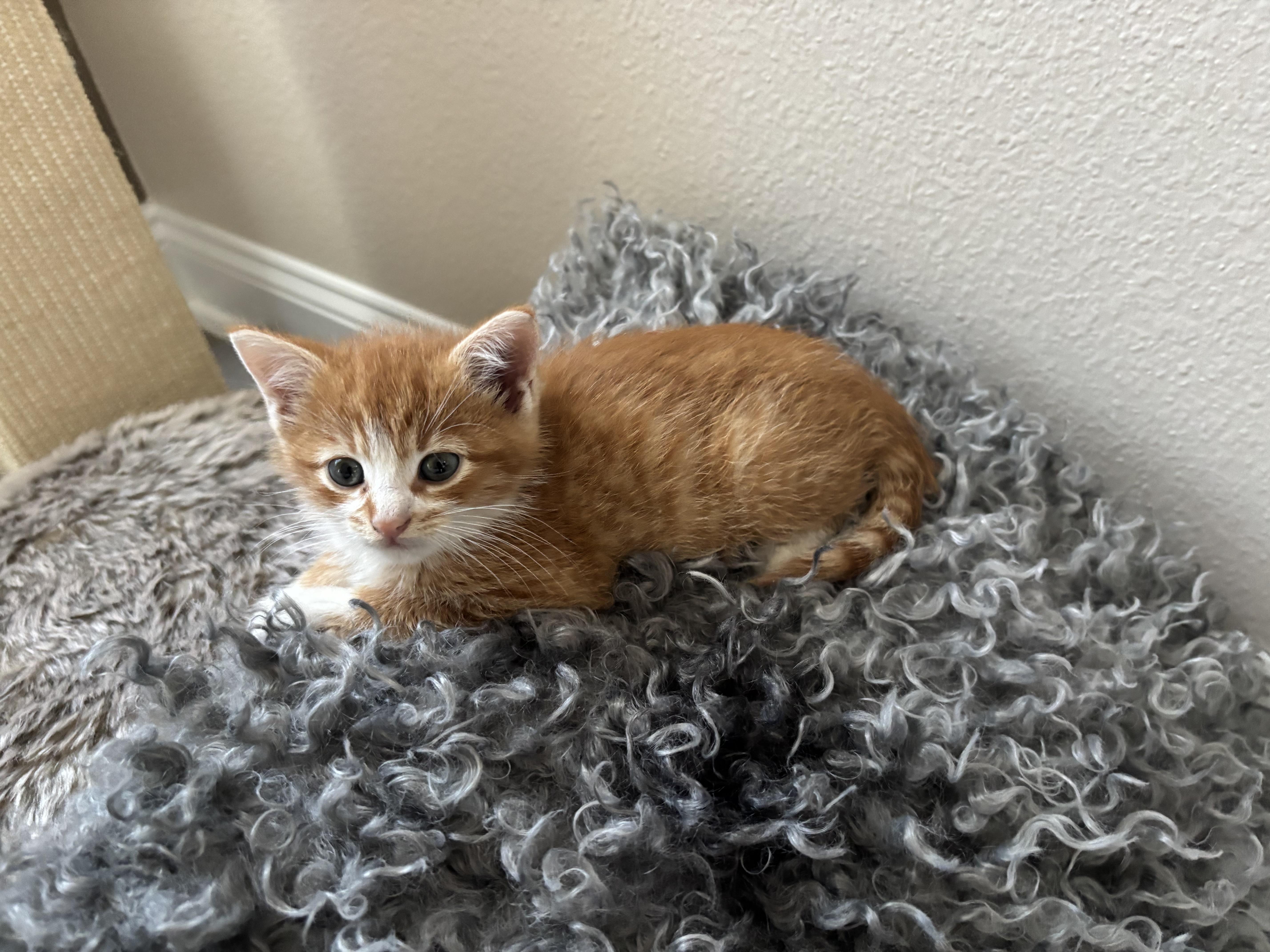 Denali & Kenai — Bonded Boy/Girl Pair, a ADOPTABLE Domestic Short Hair in Ponte vedra, FL image 3/5