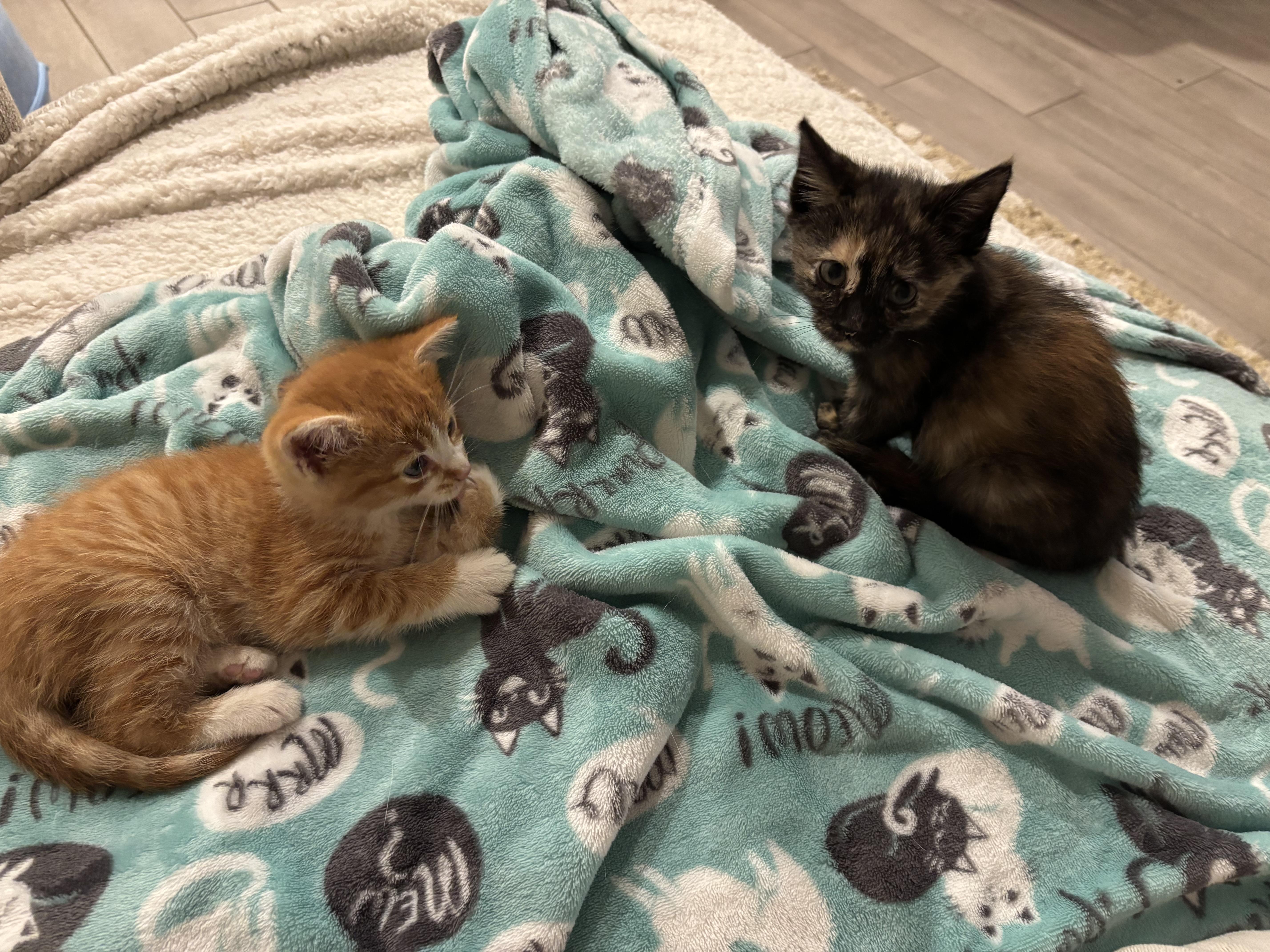 Denali & Kenai — Bonded Boy/Girl Pair, a ADOPTABLE Domestic Short Hair in Ponte vedra, FL image 4/5