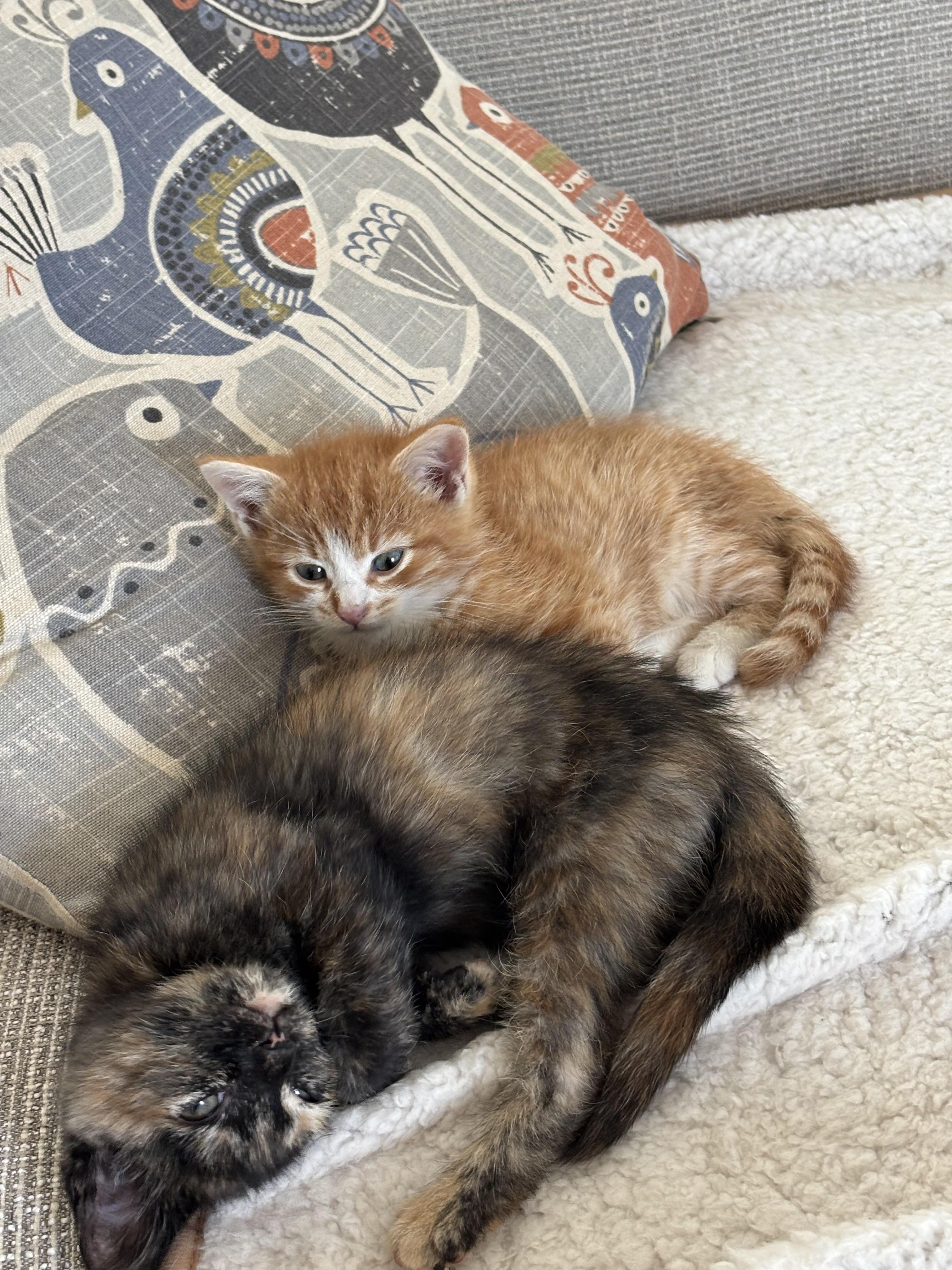 Denali & Kenai — Bonded Boy/Girl Pair, a ADOPTABLE Domestic Short Hair in Ponte vedra, FL image 5/5